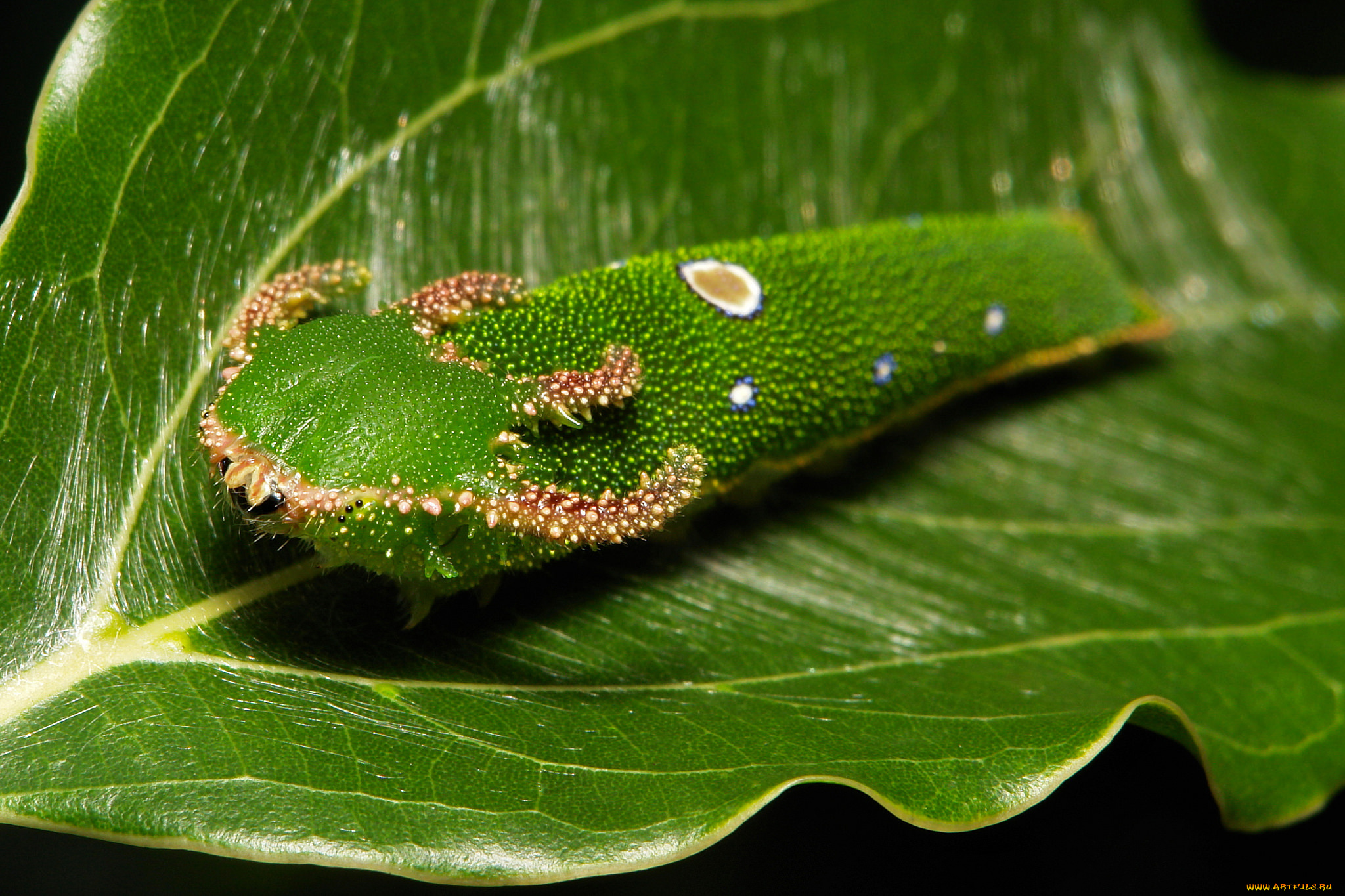 животные, гусеницы, itchydogimages, макро, лист, гусеница