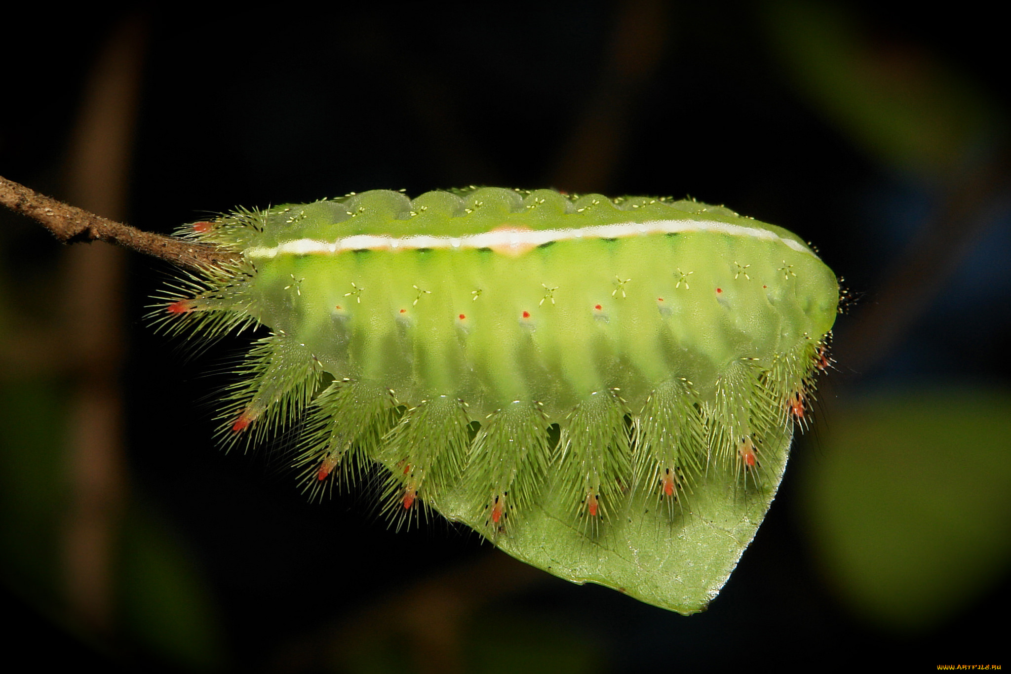 животные, гусеницы, макро, itchydogimages, гусеница, лист