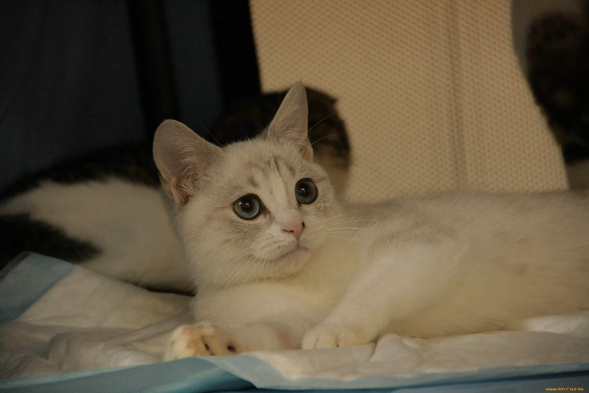 животные, коты, кошка, мордочка