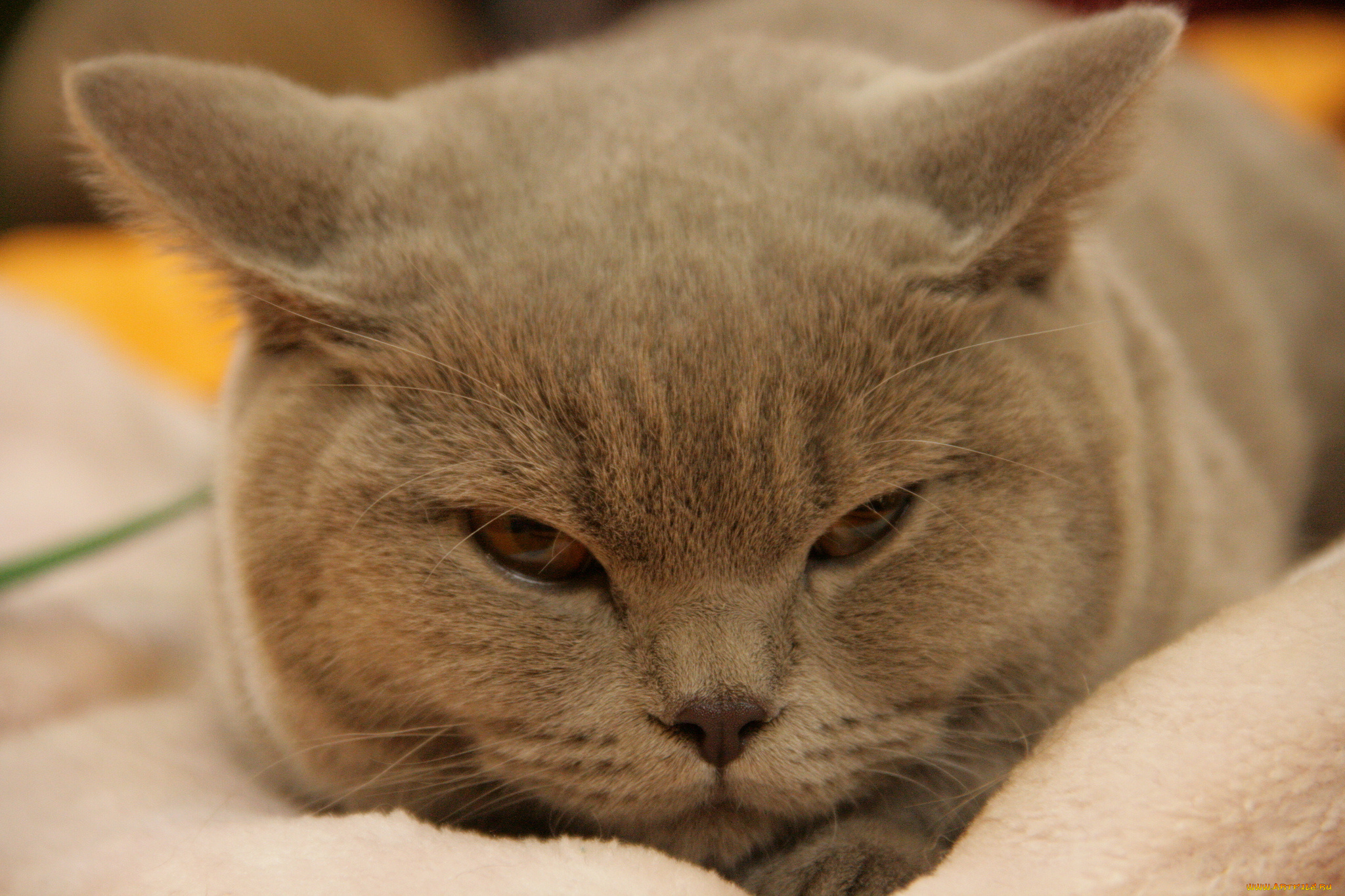 животные, коты, мордочка, кошка