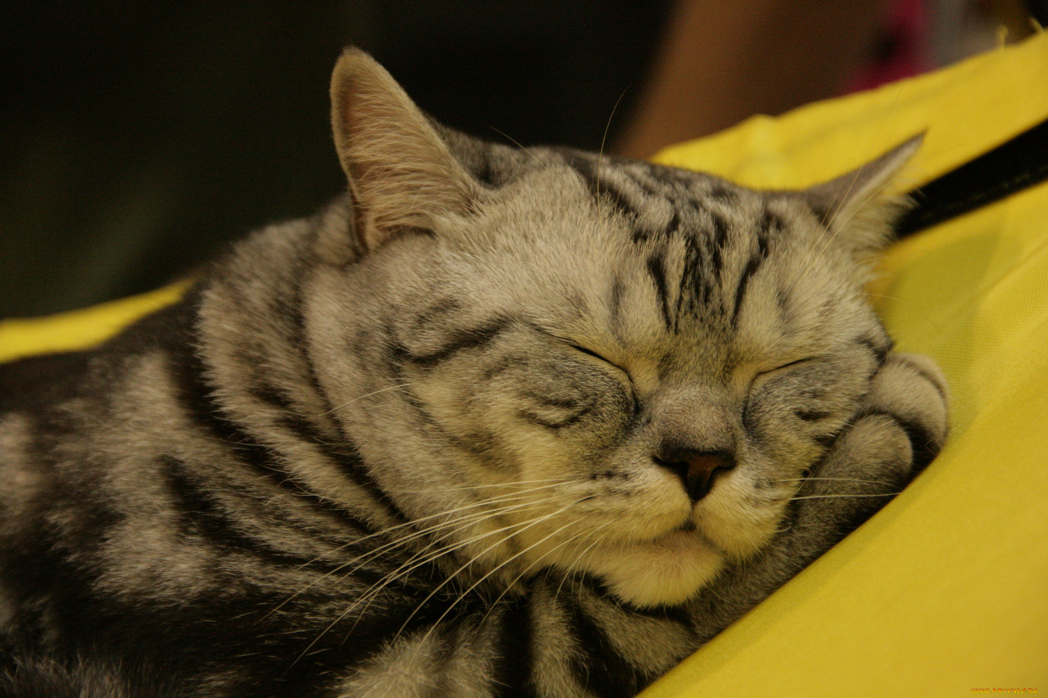 животные, коты, мордочка, кошка