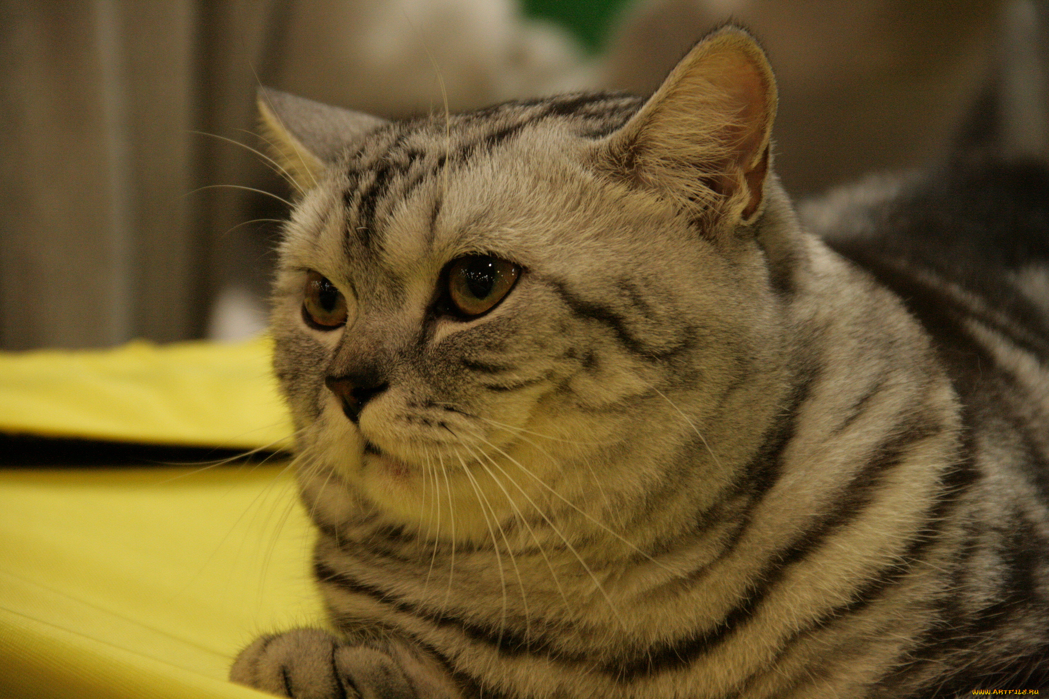 животные, коты, мордочка, кошка