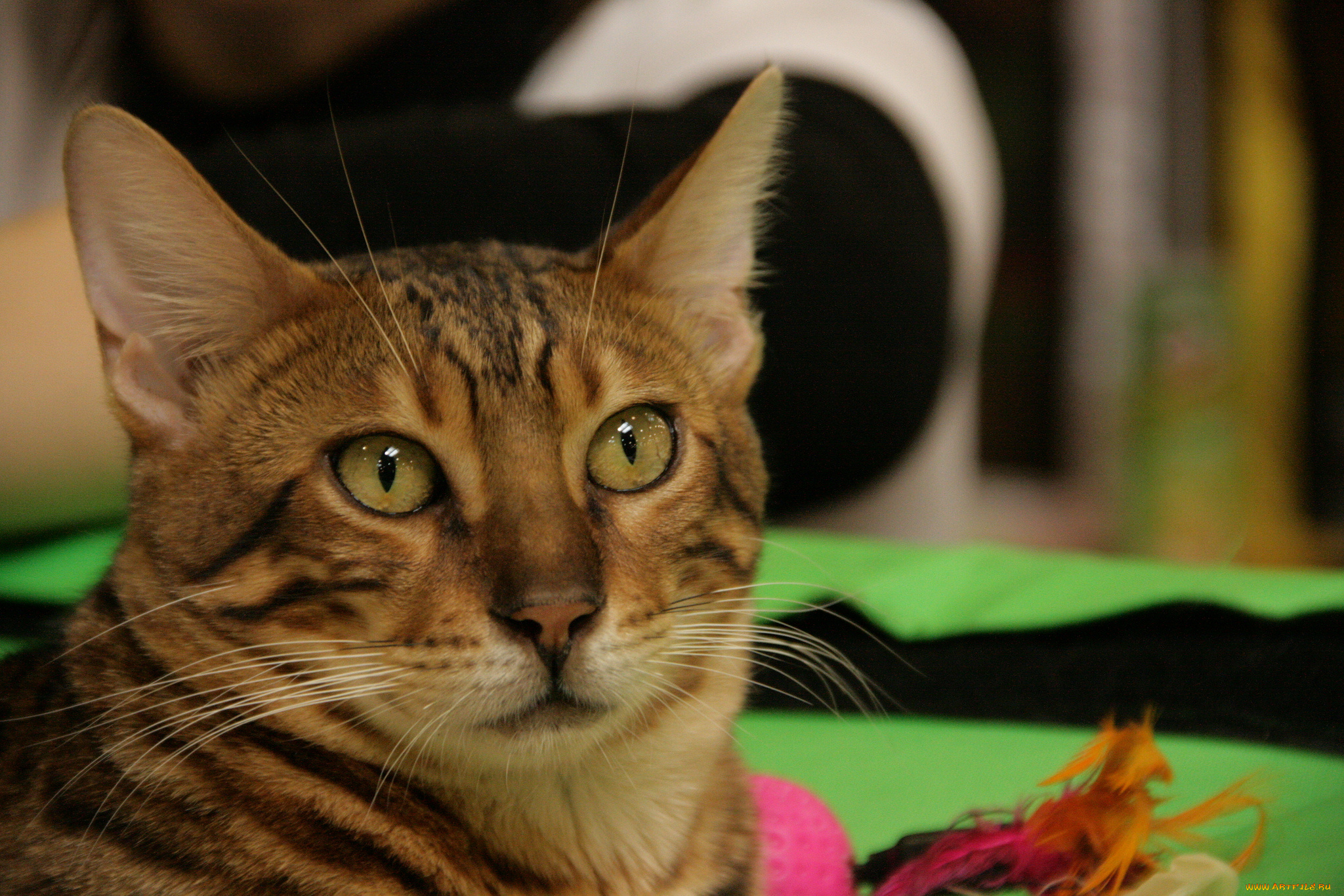 животные, коты, мордочка, кошка