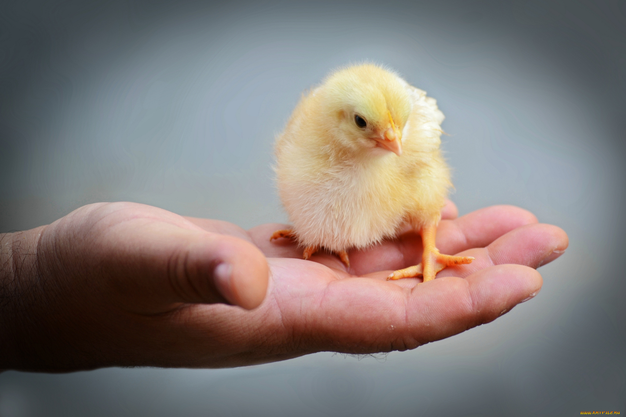 животные, куры, , петухи, цыпленок, ладонь
