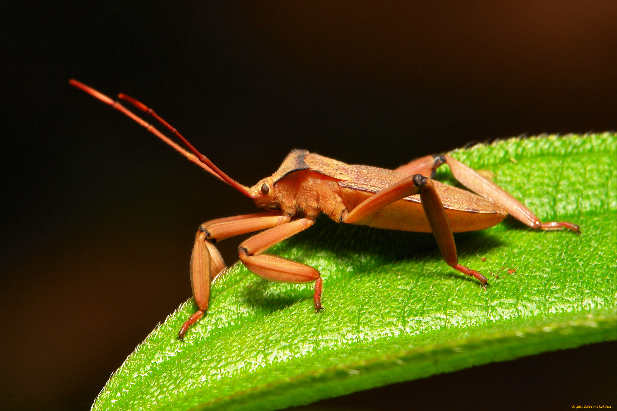 животные, насекомые, макро, травинка, жук, насекомое, фон
