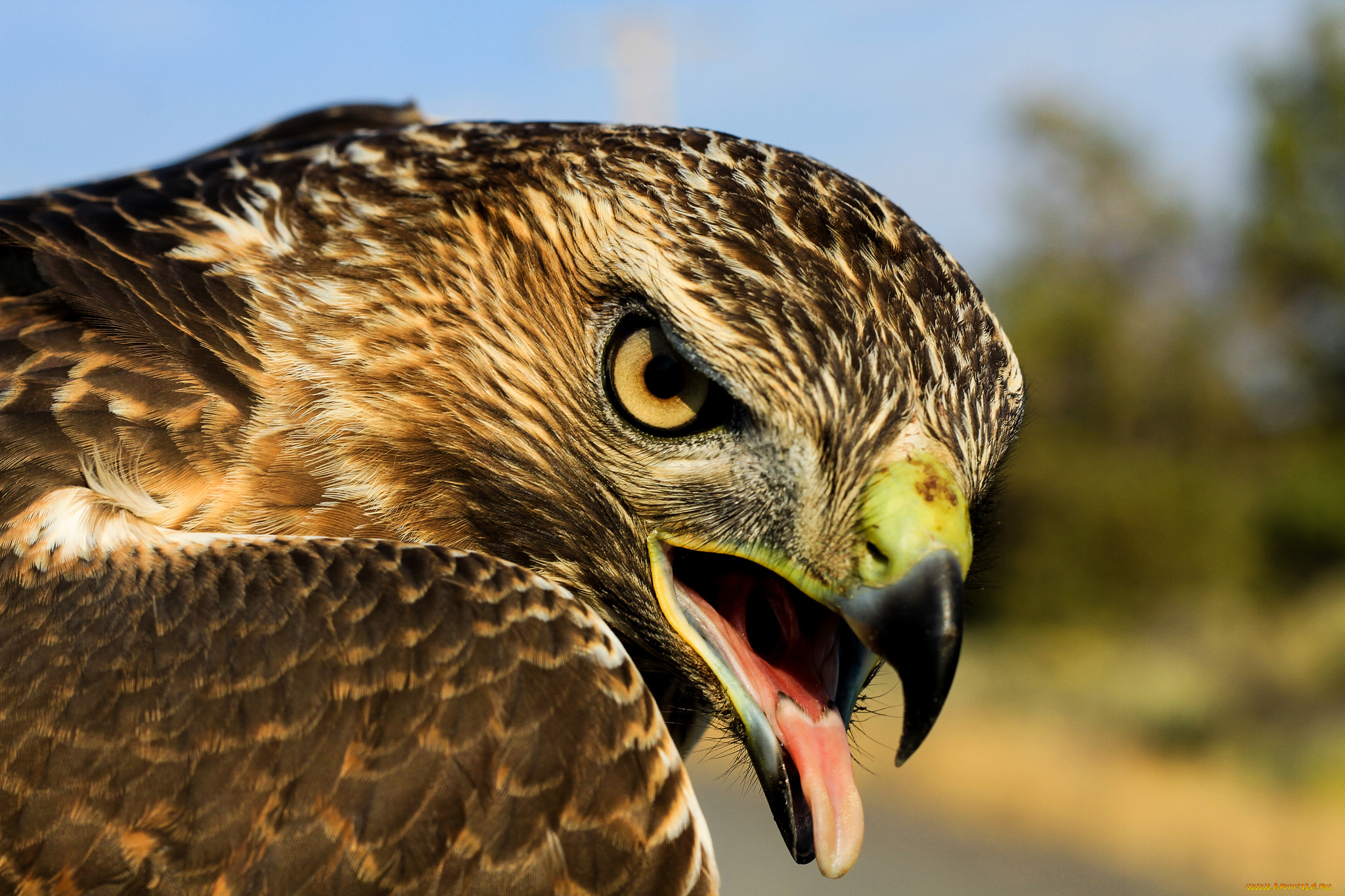 животные, птицы, -, хищники, голова, клюв, глаза