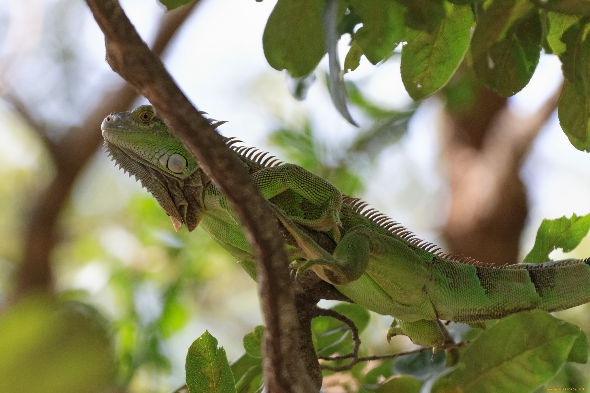 животные, Ящерицы, , игуаны, , вараны, игуана, дерево