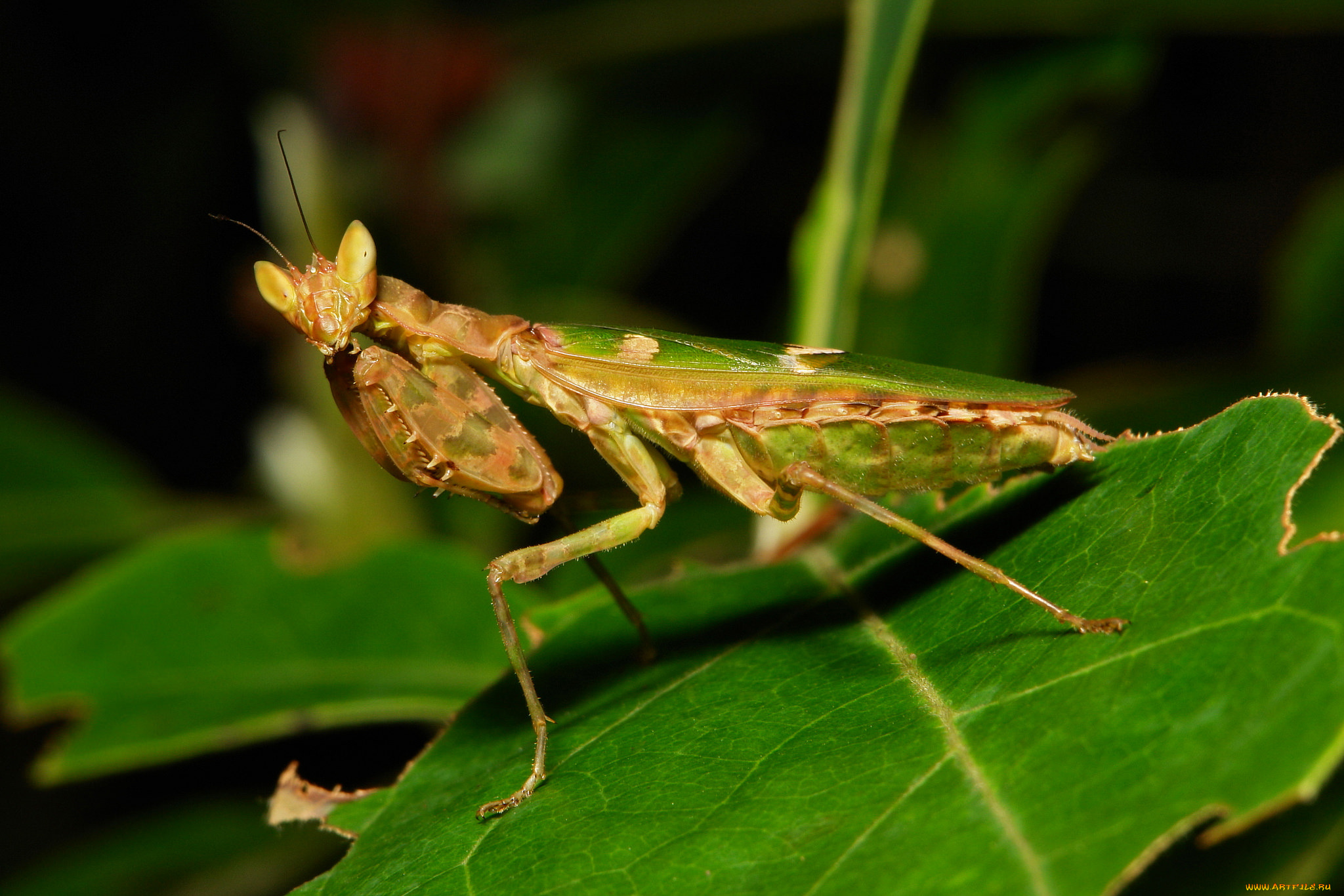 животные, богомолы, itchydogimages, макро, богомол, лист