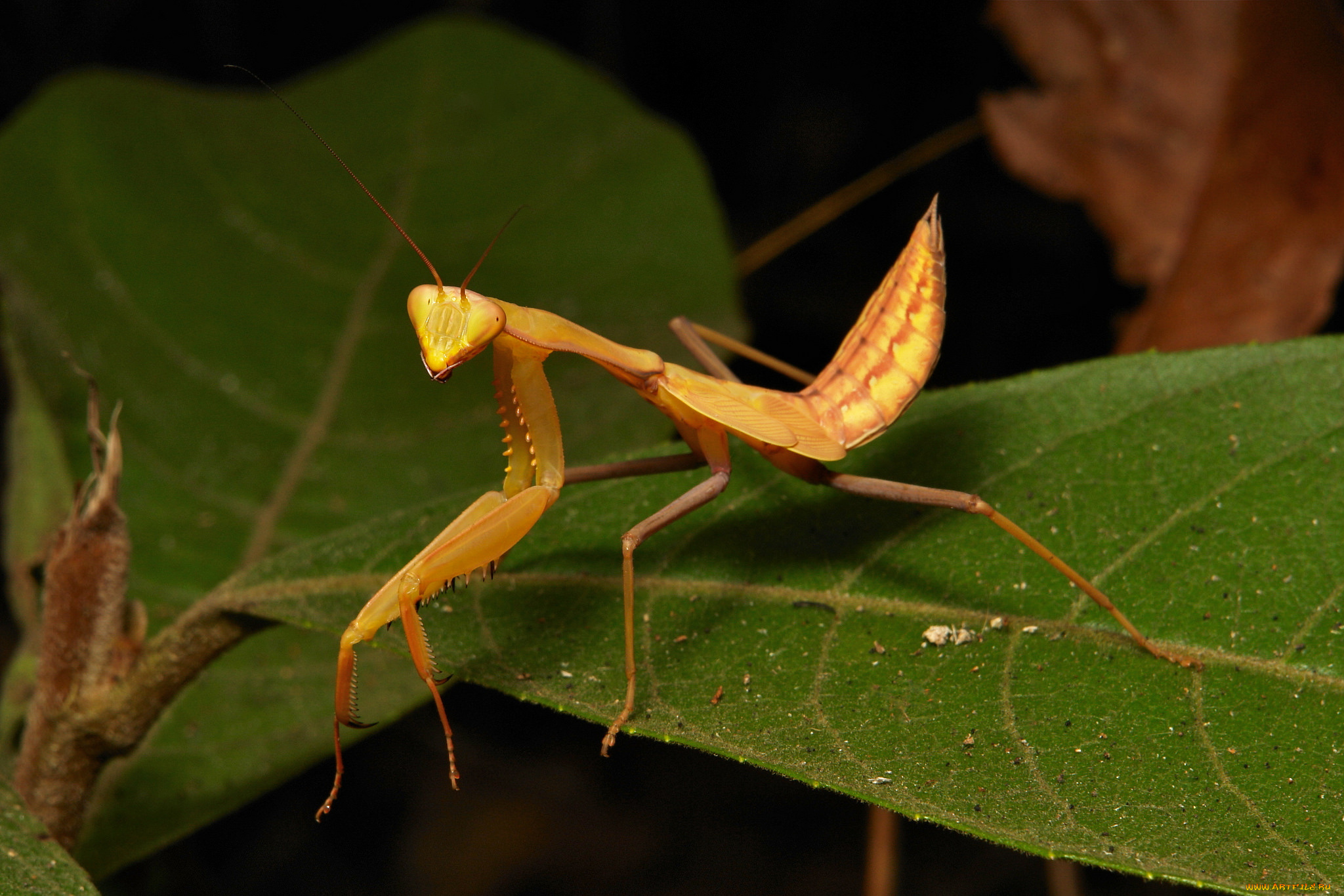 животные, богомолы, насекомое, лист, усики, богомол, макро, itchydogimages