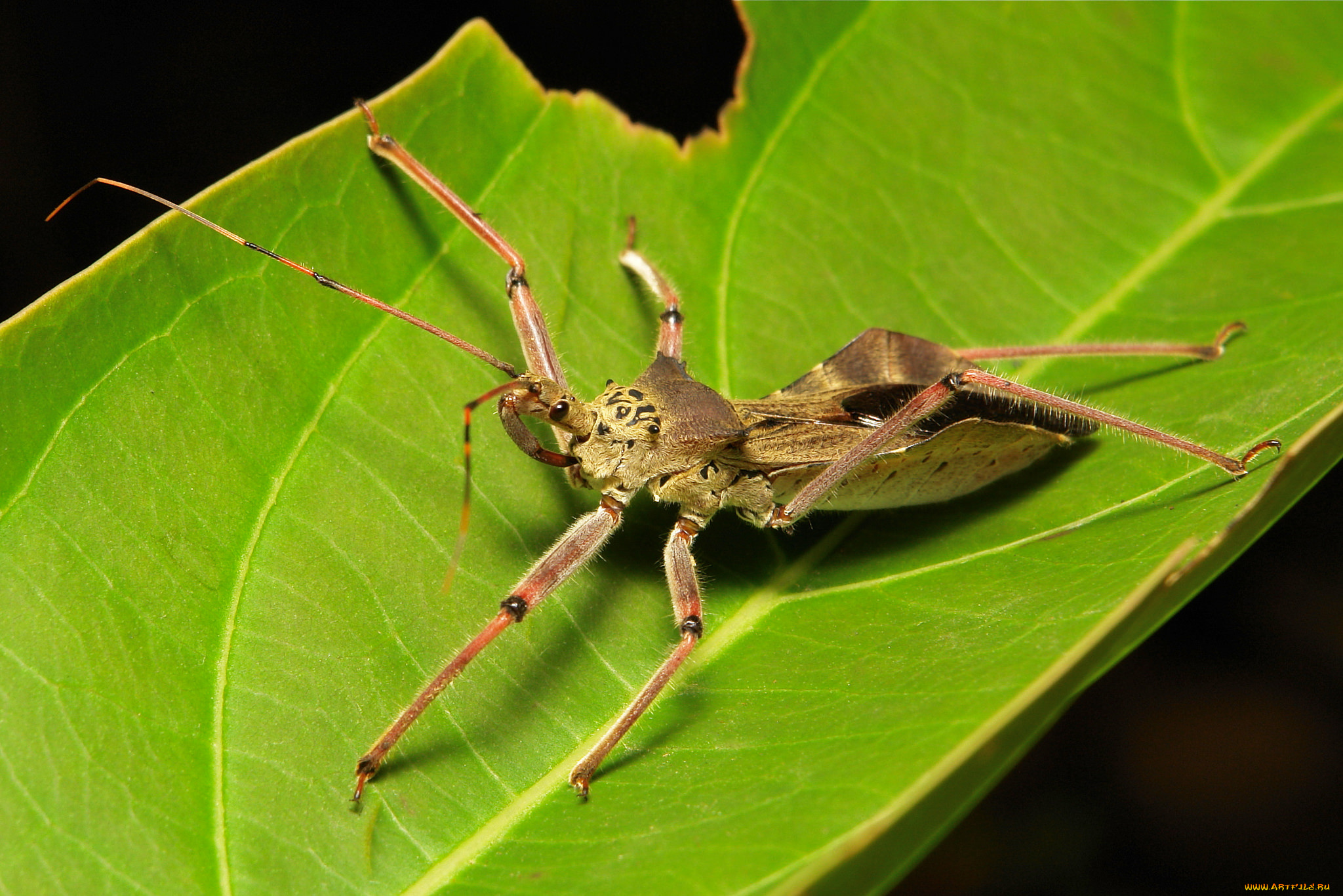 животные, насекомые, насекомое, макро, itchydogimages