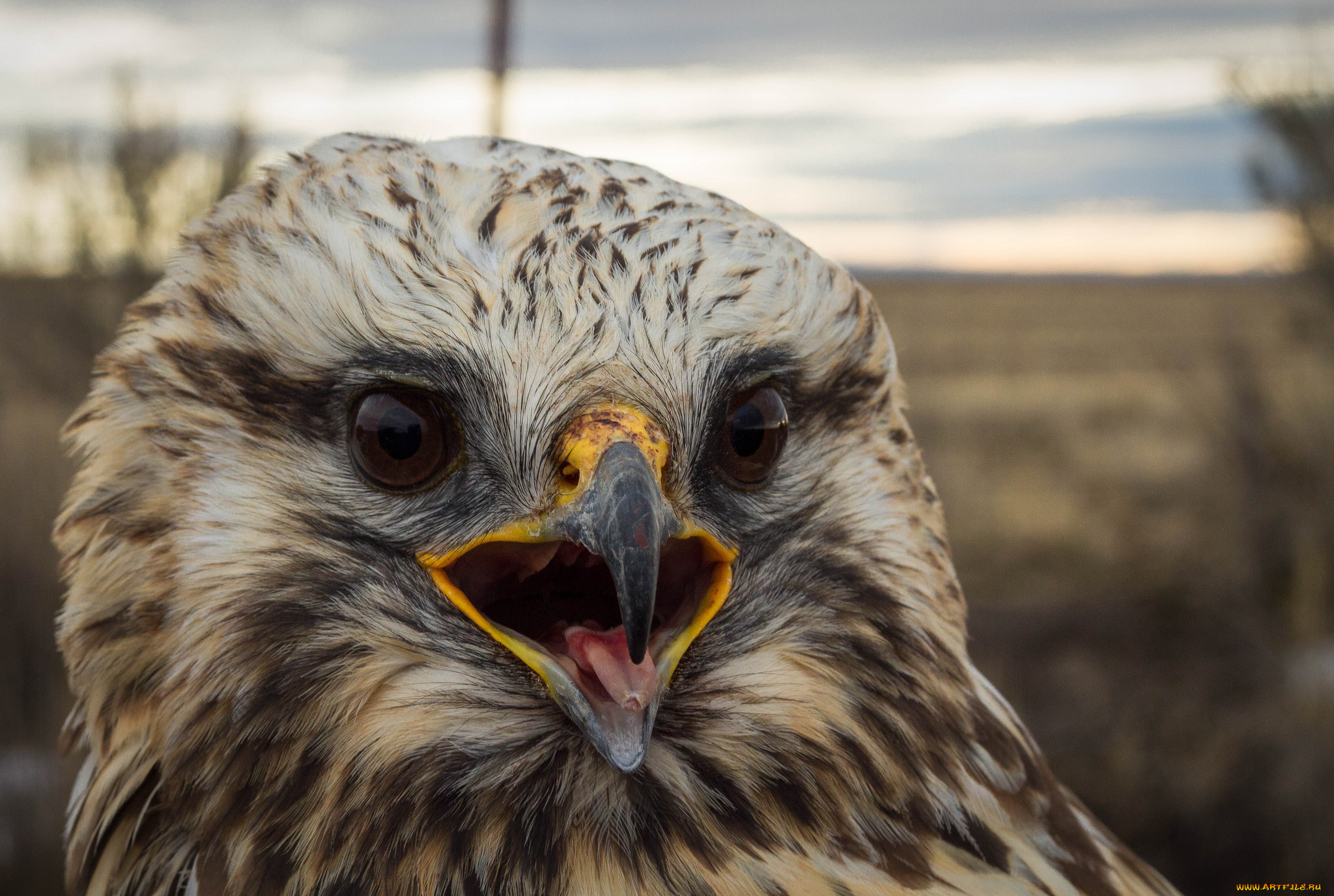 животные, птицы, -, хищники, голова, клюв, глаза