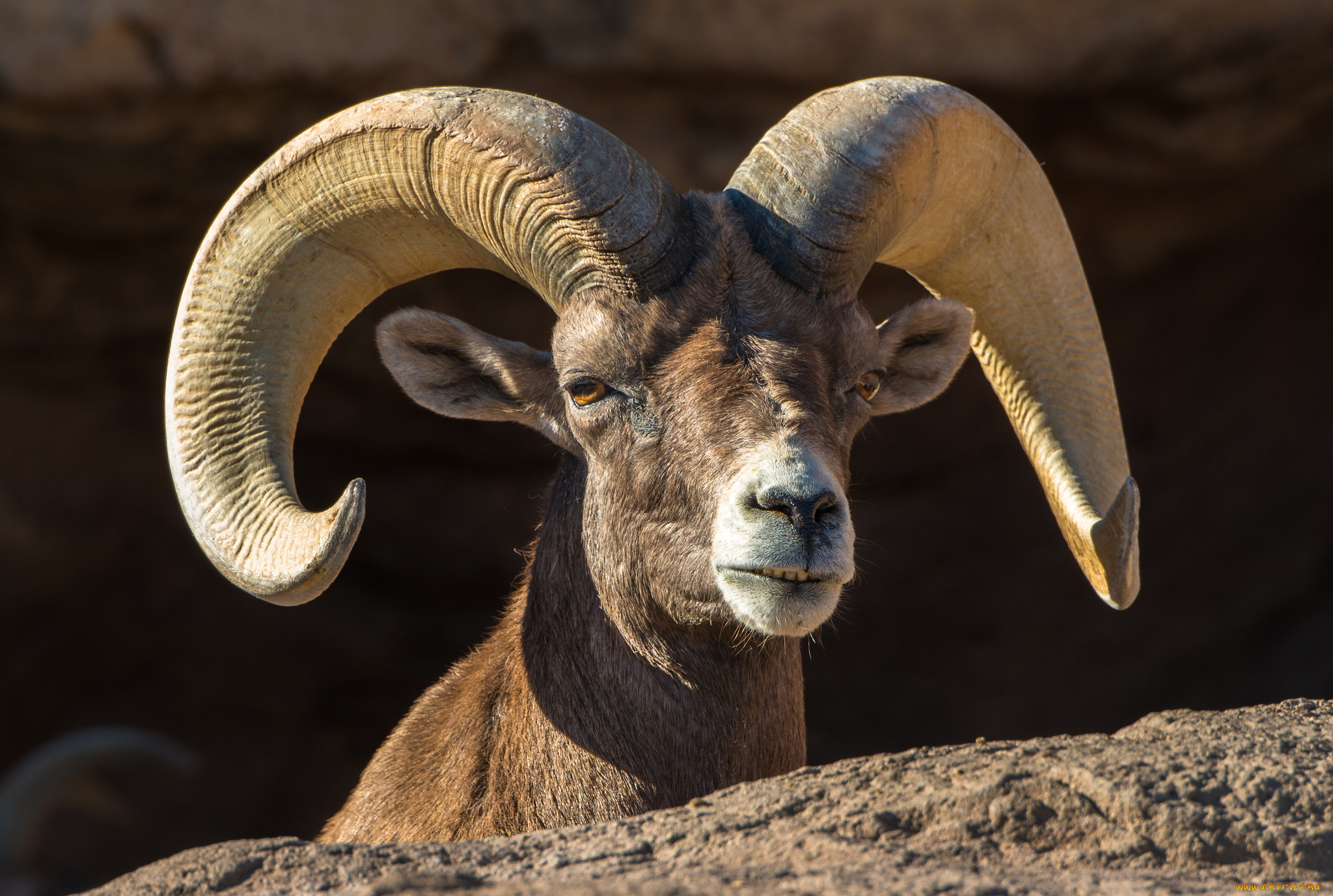 животные, козы, архар