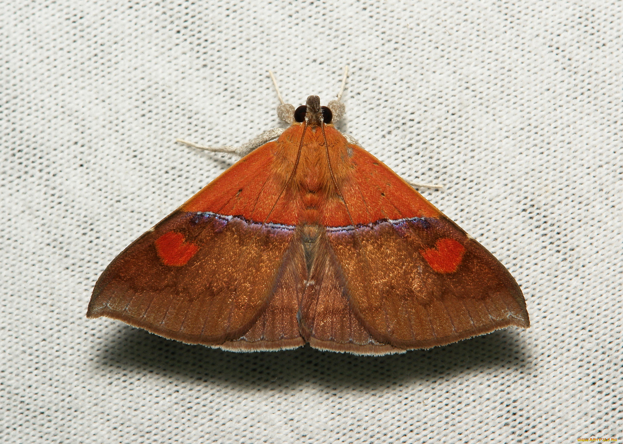 животные, бабочки, , мотыльки, , моли, itchydogimages, макро, моль, мотылёк