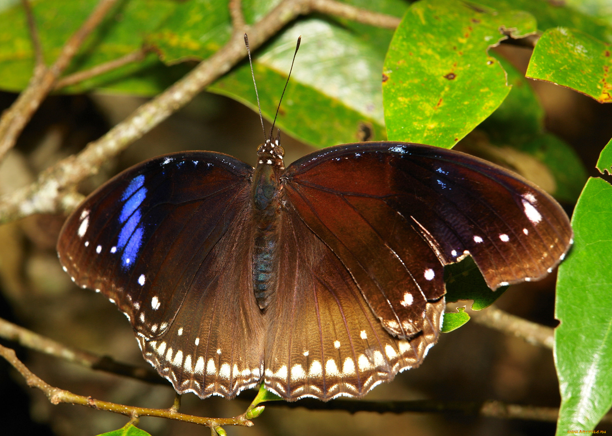 животные, бабочки, , мотыльки, , моли, макро, бабочка, крылья, itchydogimages