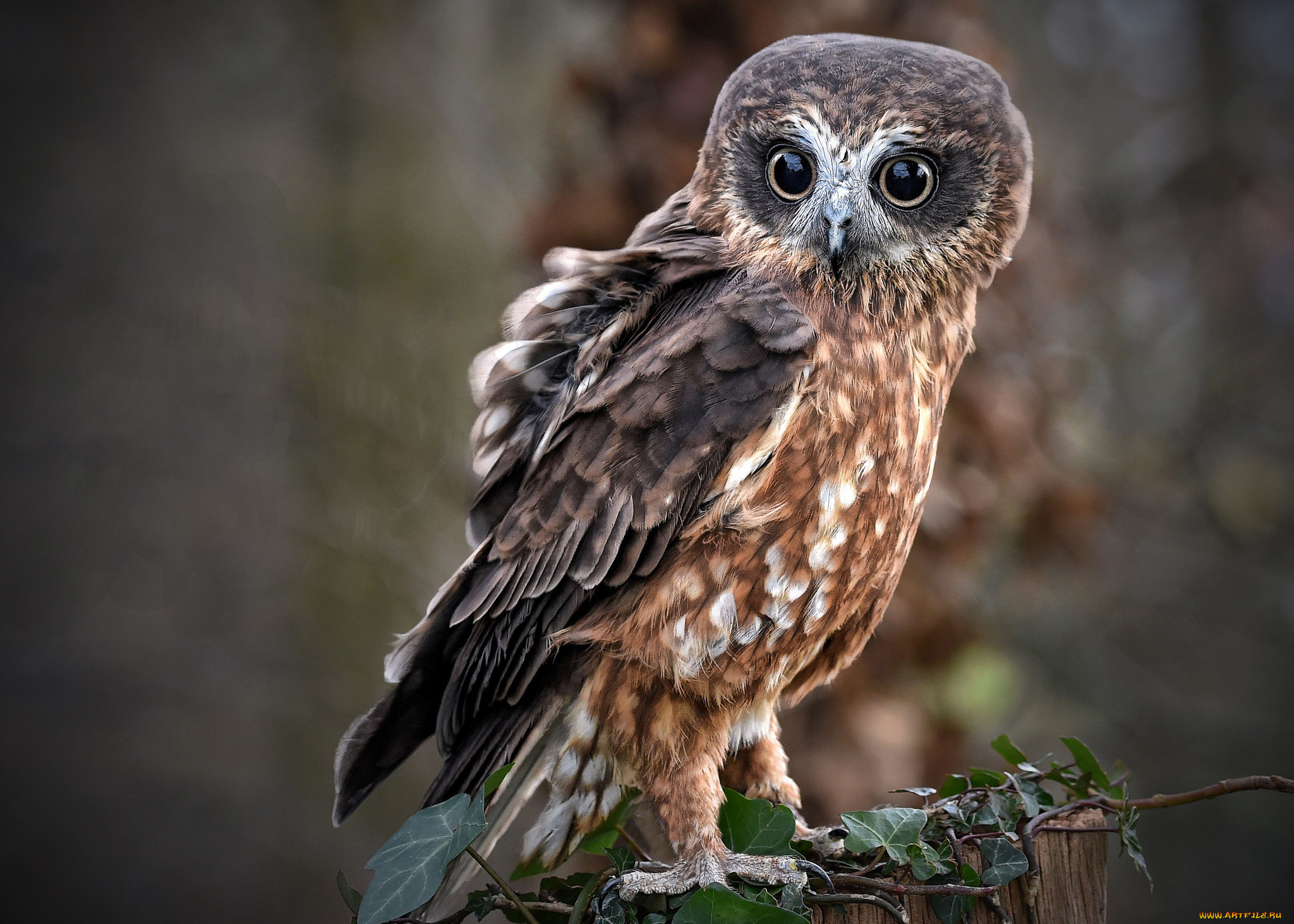 животные, совы, сова