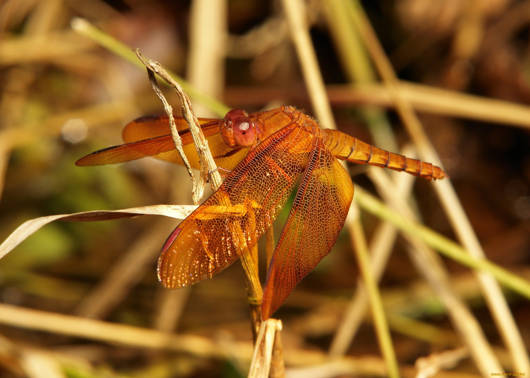 животные, стрекозы, itchydogimages, макро, стрекоза, травинка