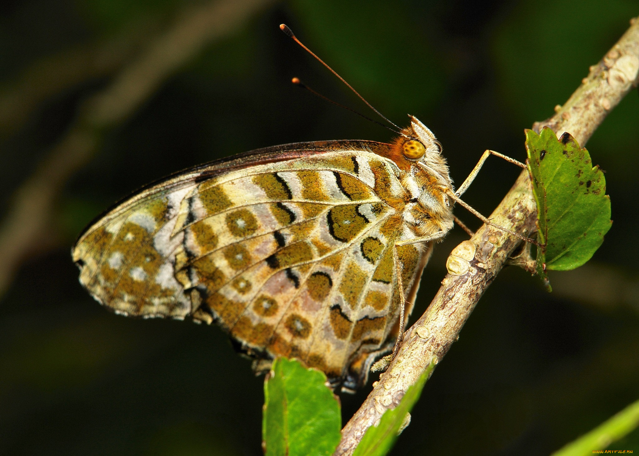 животные, бабочки, , мотыльки, , моли, бабочка, коричневая, насекомое, макро, itchydogimages, усики, крылья
