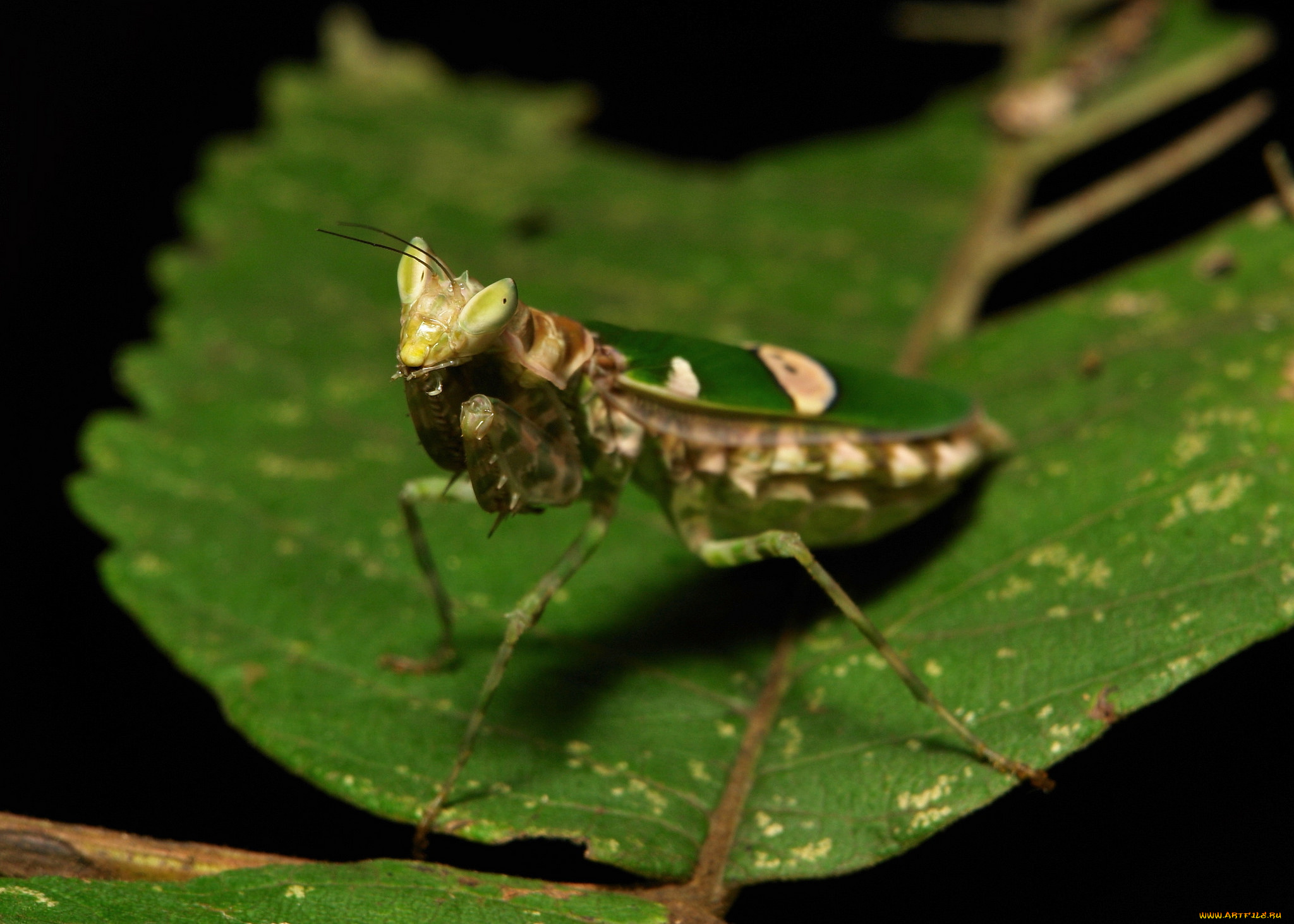 животные, богомолы, насекомое, богомол, макро, itchydogimages