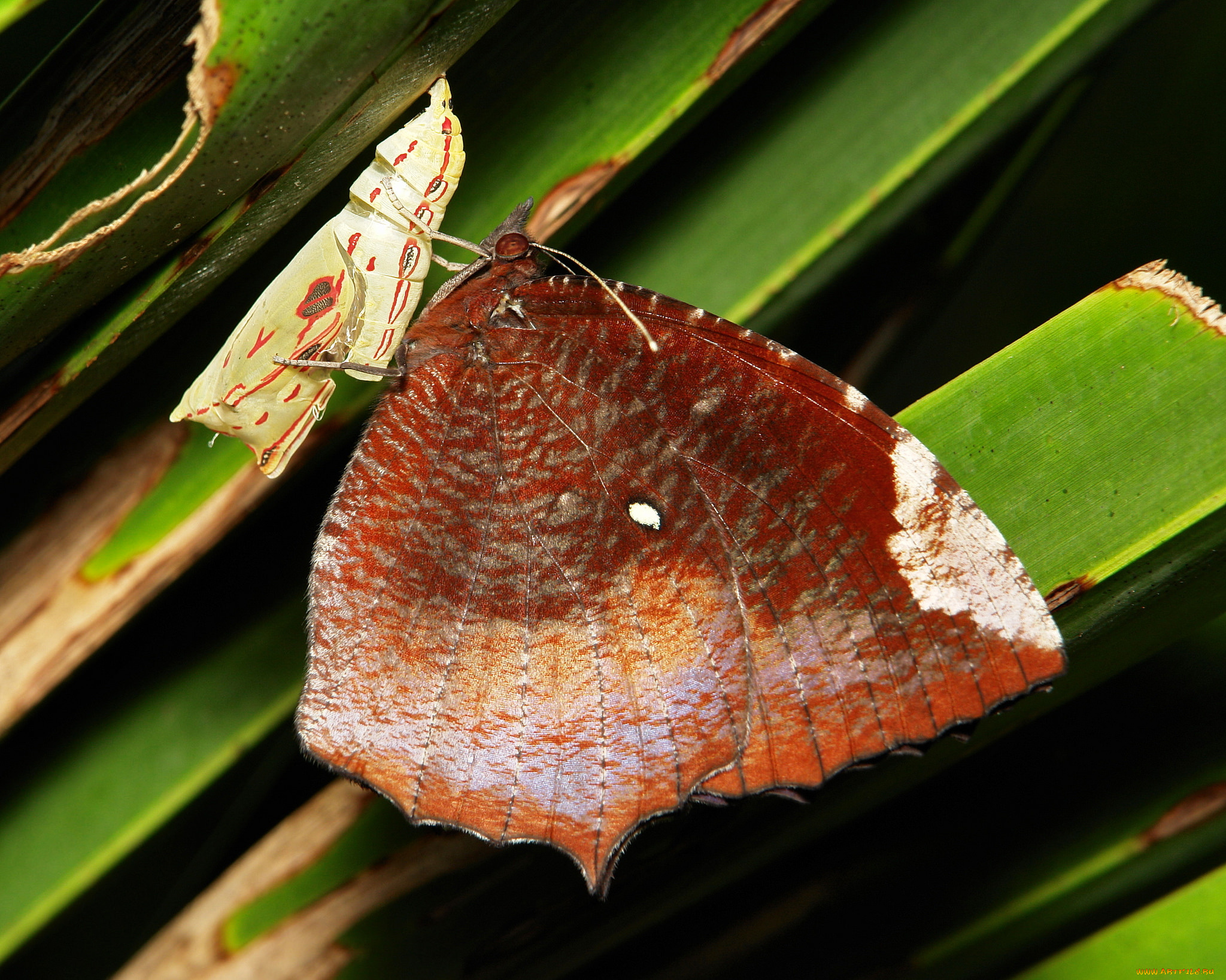 животные, бабочки, , мотыльки, , моли, itchydogimages, макро, бабочка, крылья, усики, узор
