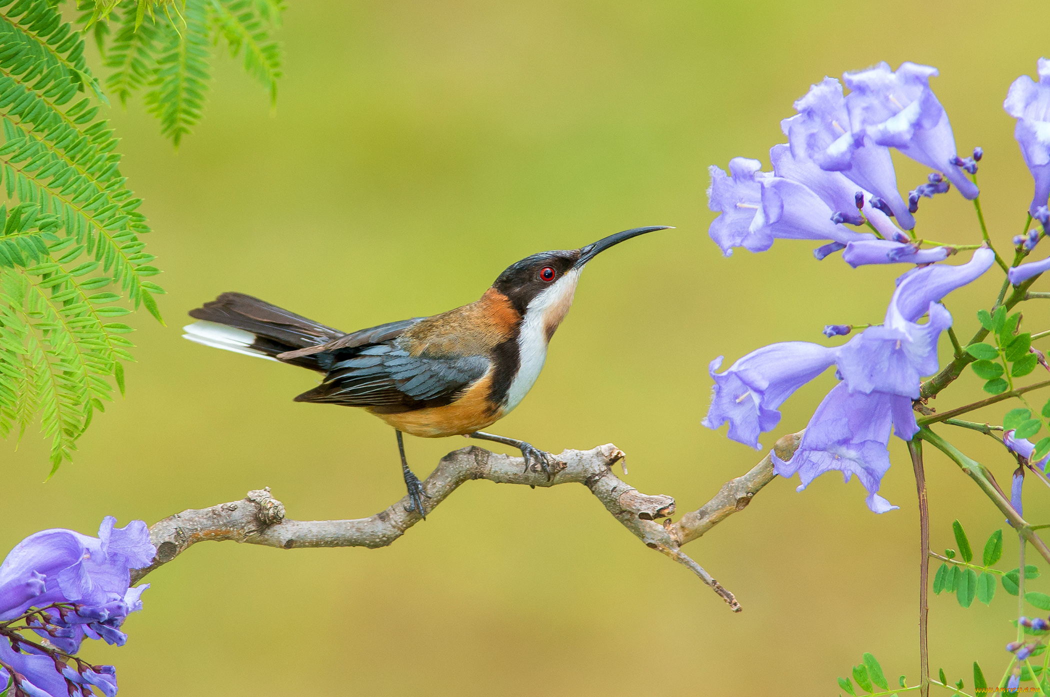 животные, птицы, птица, цветы, листья, ветка, acanthorhynchus, tenirostris, eastern, spinebill