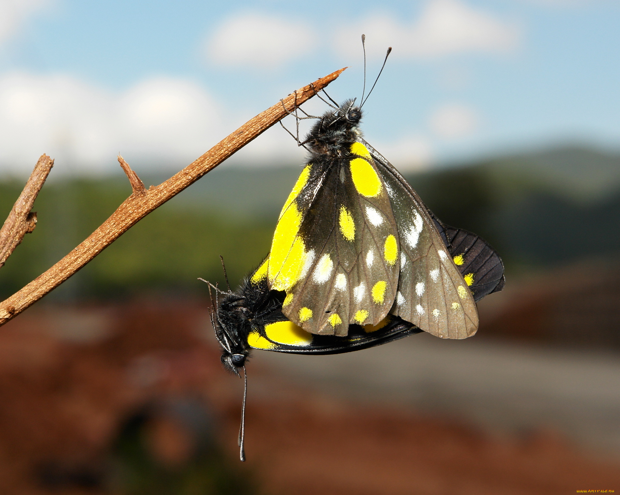 животные, бабочки, , мотыльки, , моли, небо, веточка, макро, itchydogimages