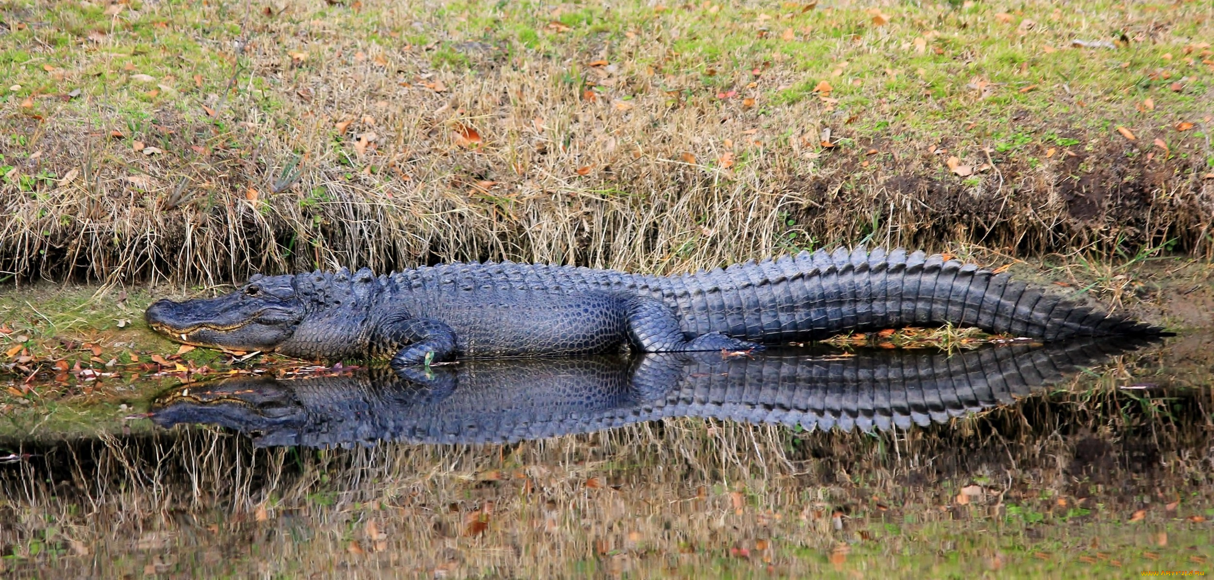 животные, крокодилы, крокодил