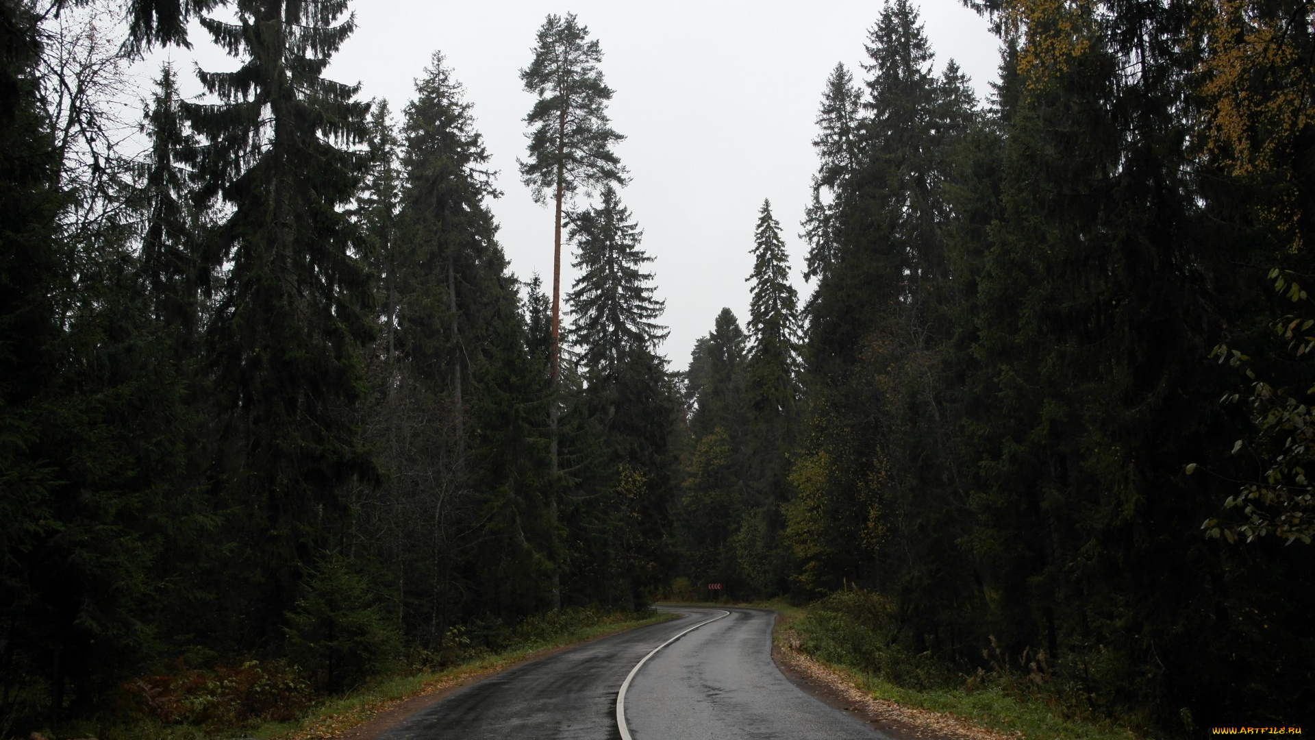 природа, дороги, дорога, лес