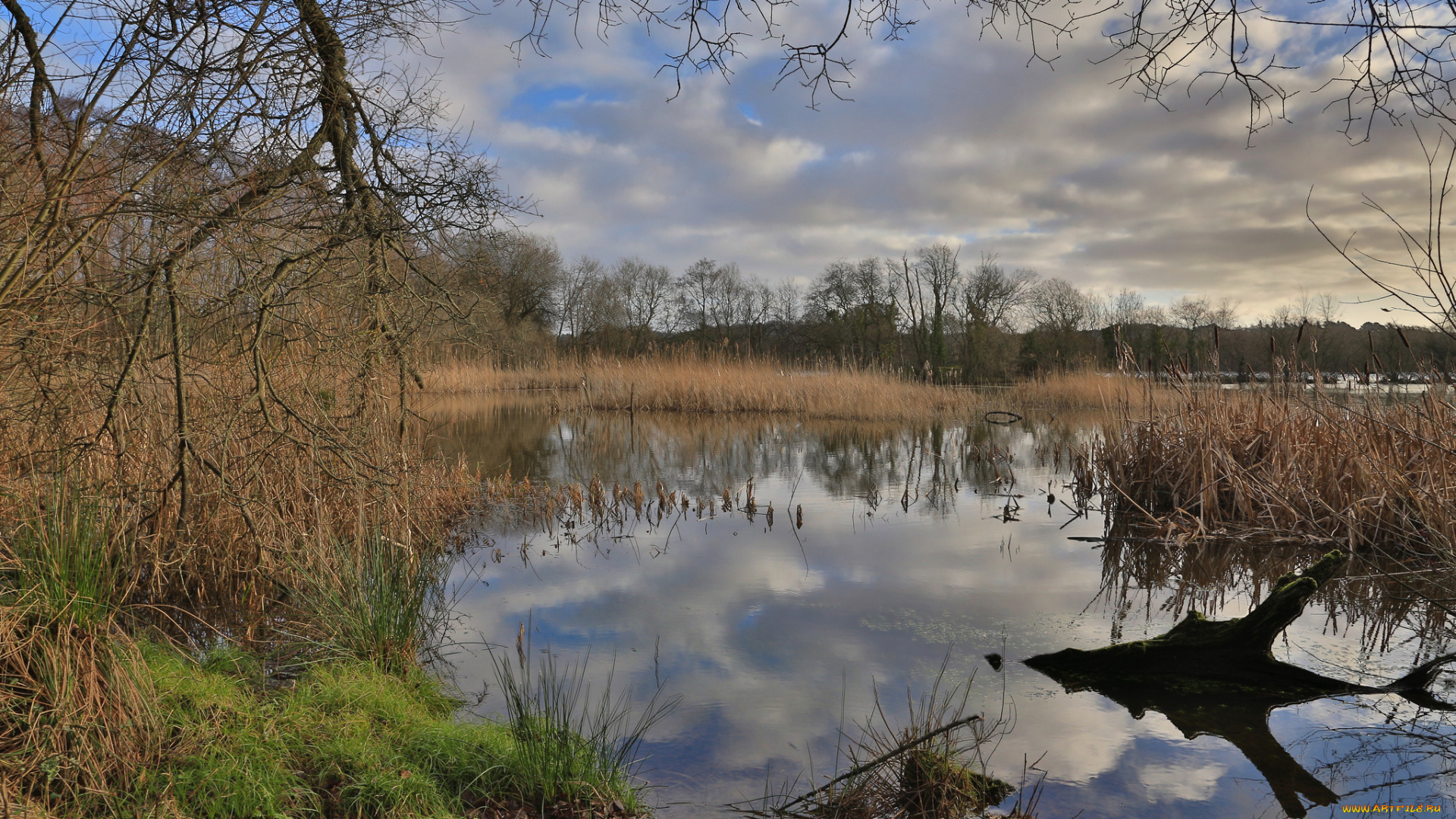 природа, реки, озера, лес, река