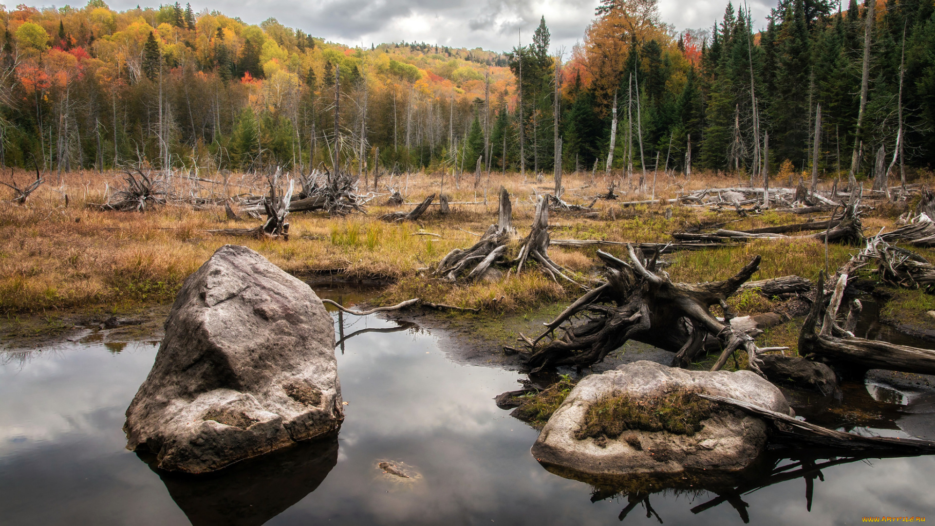 природа, реки, озера, лес, река