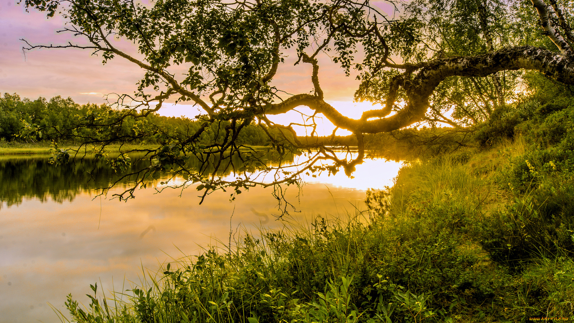 природа, реки, озера, река, лес