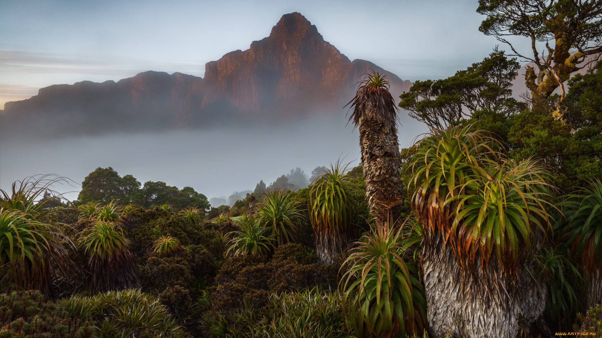 природа, тропики, джунгли, гора