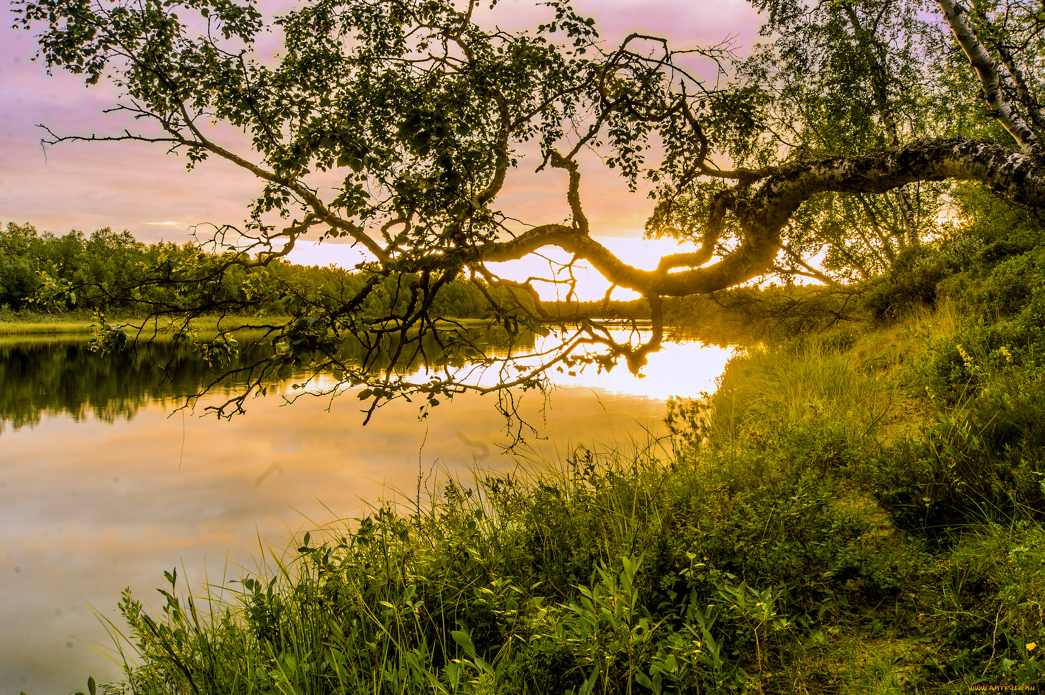 природа, реки, озера, река, лес