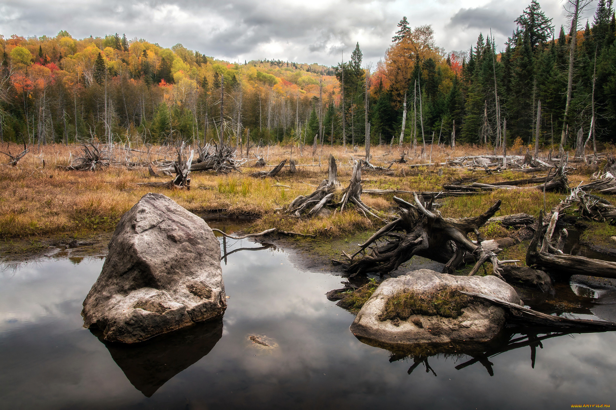 природа, реки, озера, лес, река