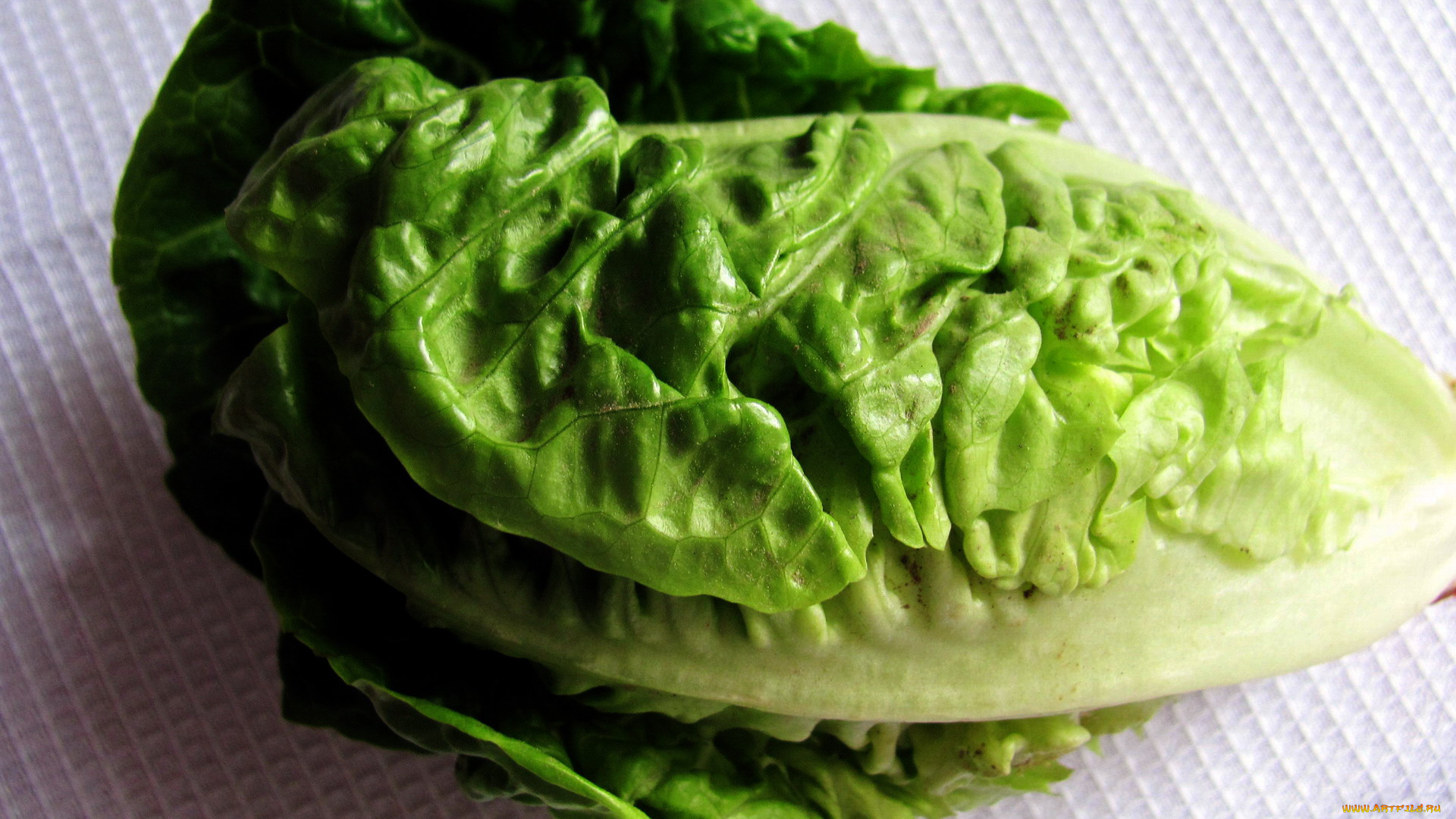 еда, овощи, салат