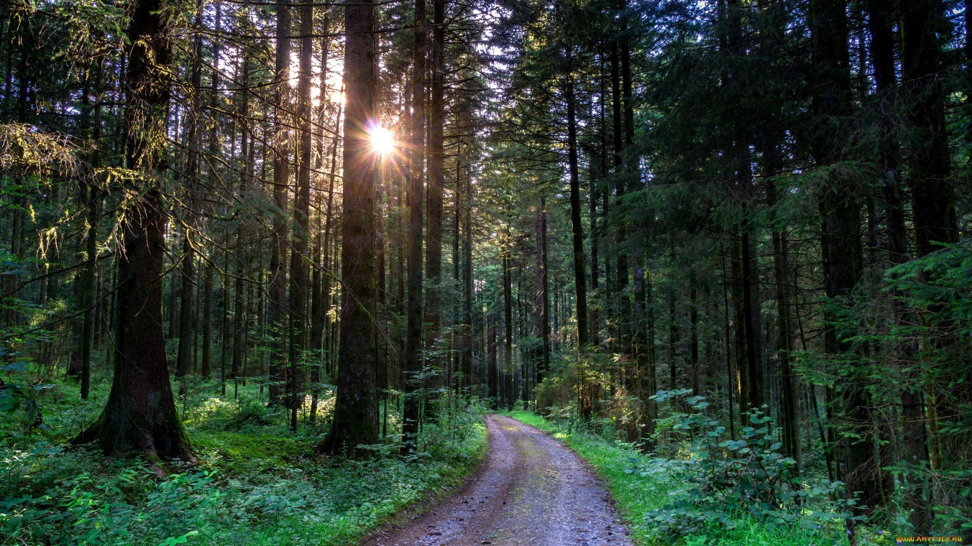 природа, дороги, дорога, лес