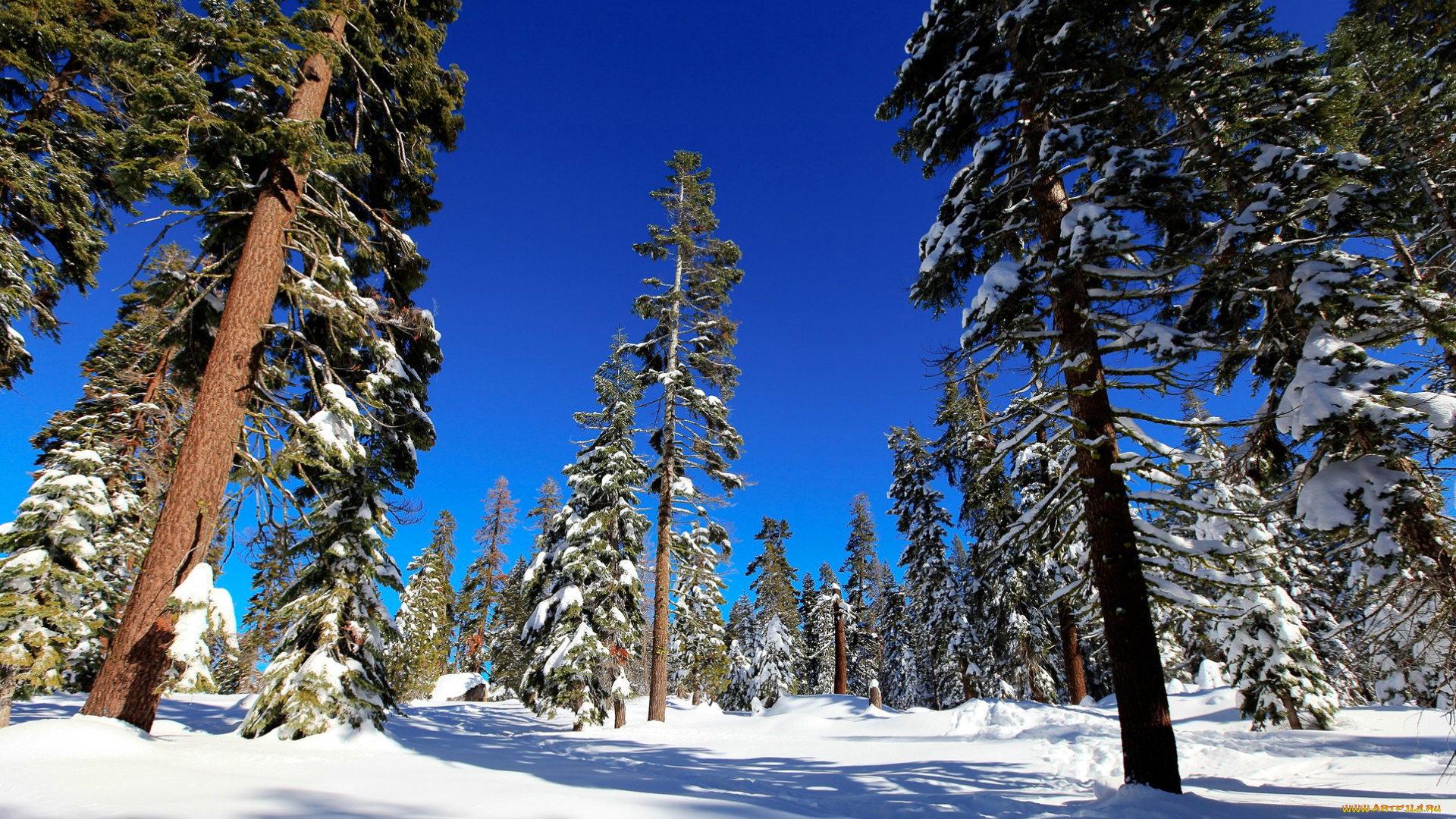 природа, лес, снег, деревья