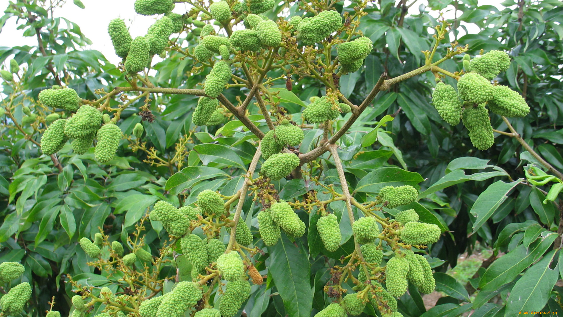 природа, плоды, ветка