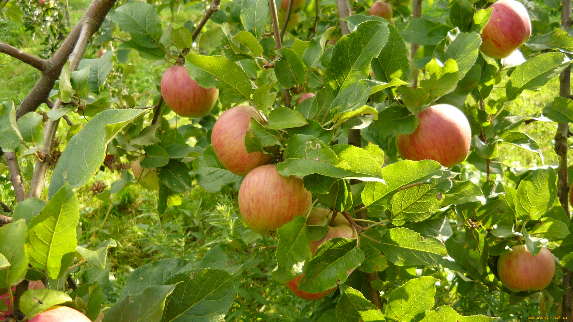 природа, плоды, ветка, яблоки