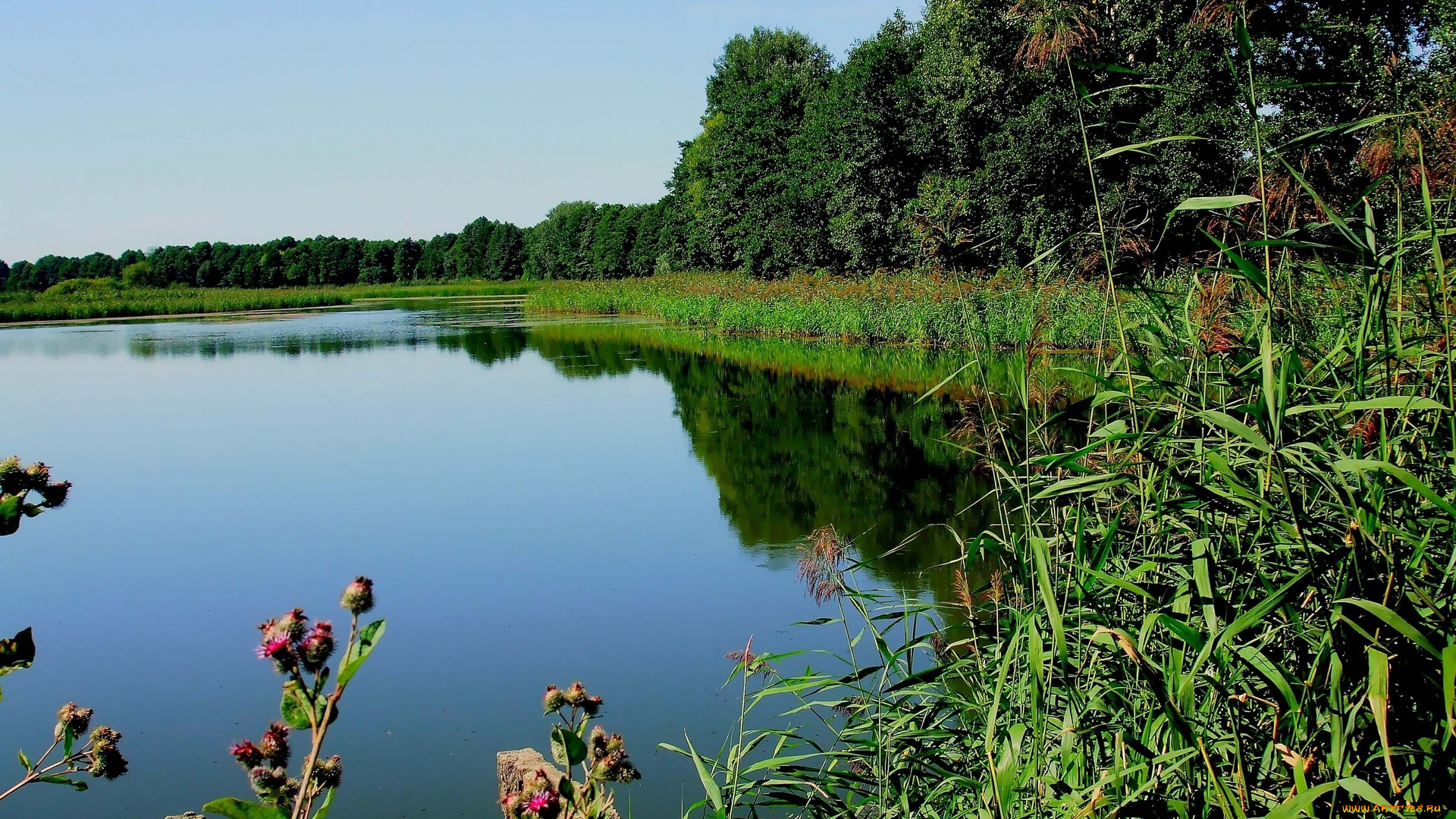 природа, реки, озера, озеро, деревья