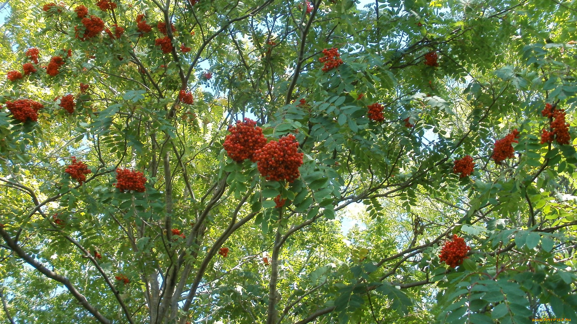 природа, Ягоды, , рябина, рябина