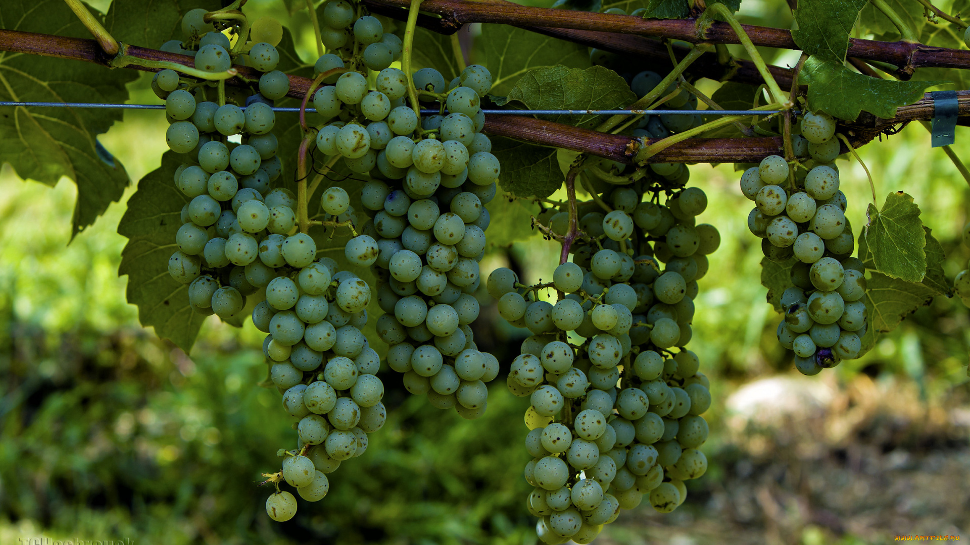 природа, Ягоды, , виноград, грозди
