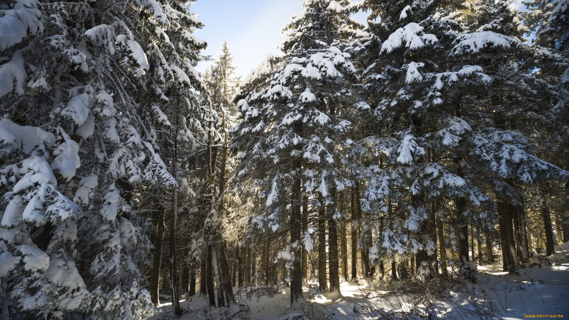 природа, зима, деревья