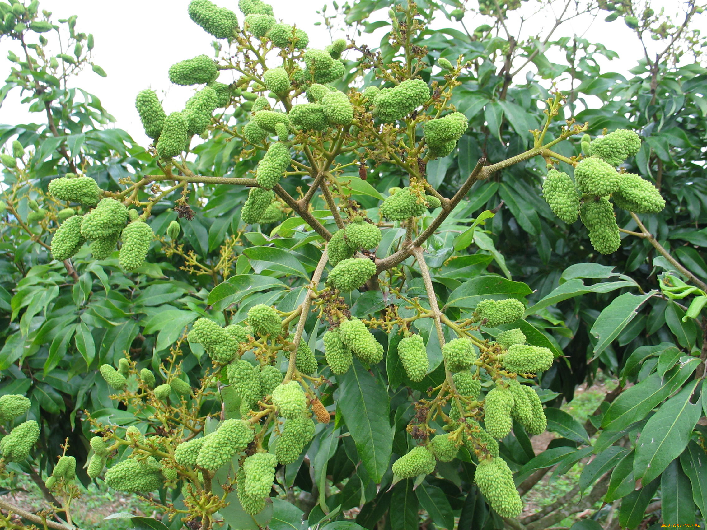 природа, плоды, ветка