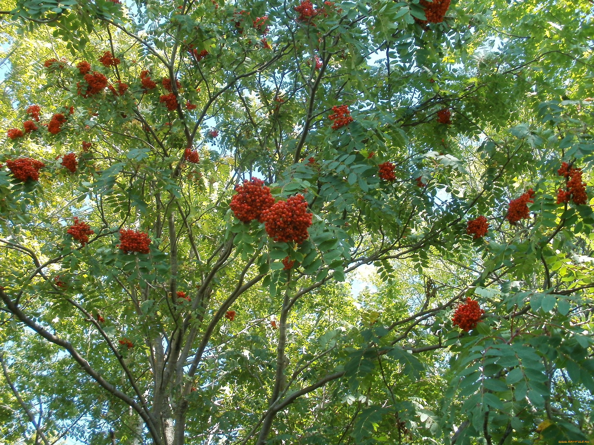 природа, Ягоды, , рябина, рябина