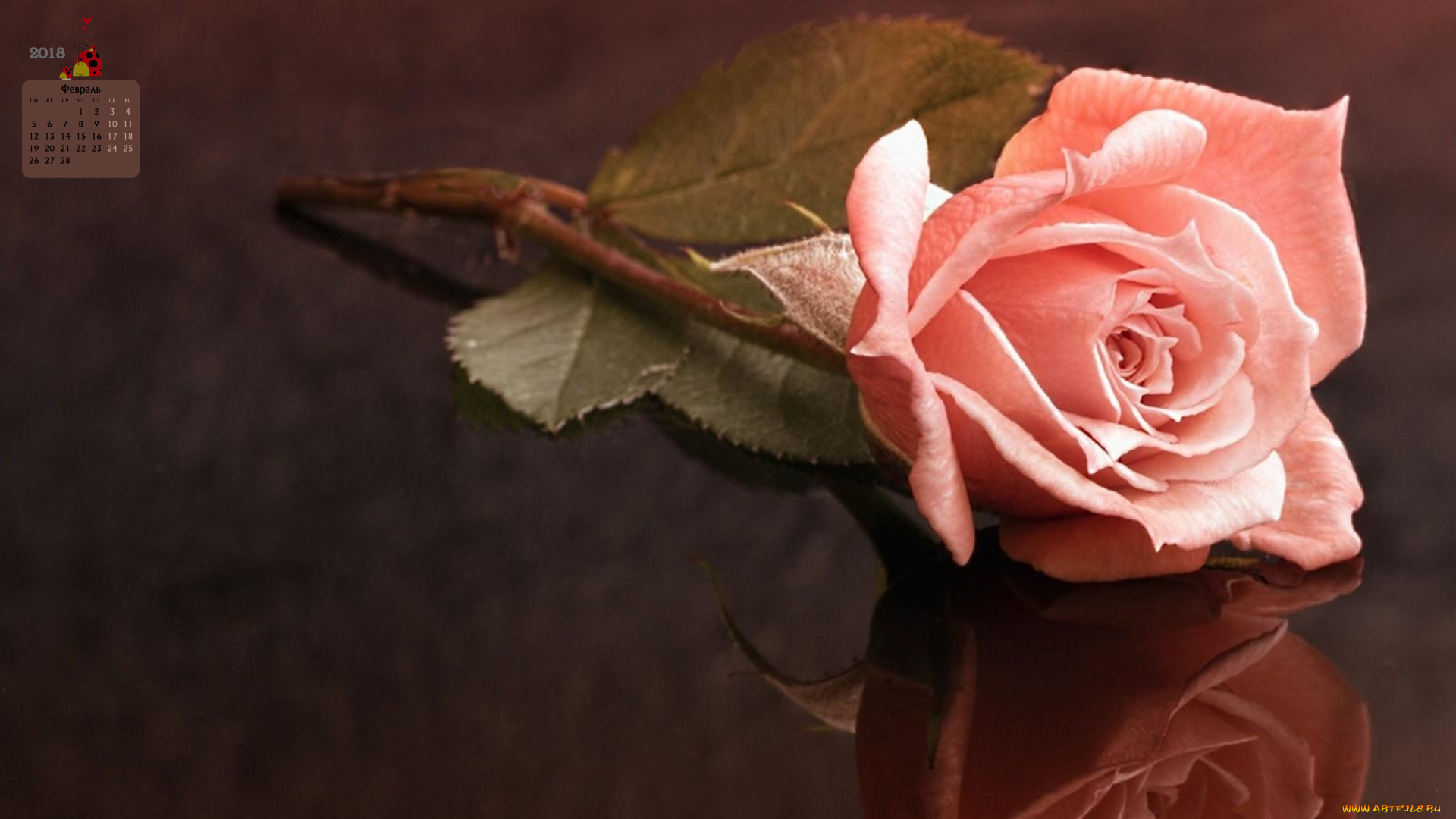 календари, цветы, 2018, роза