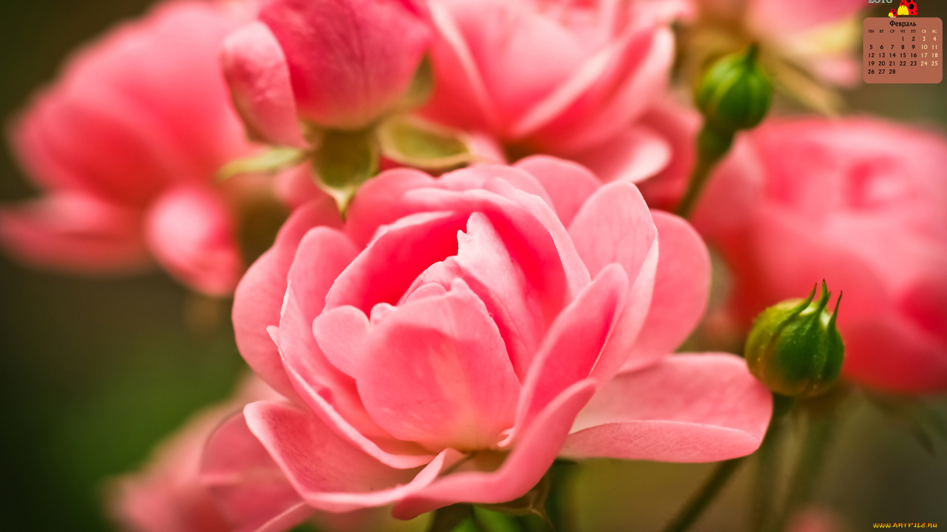 календари, цветы, роза, 2018