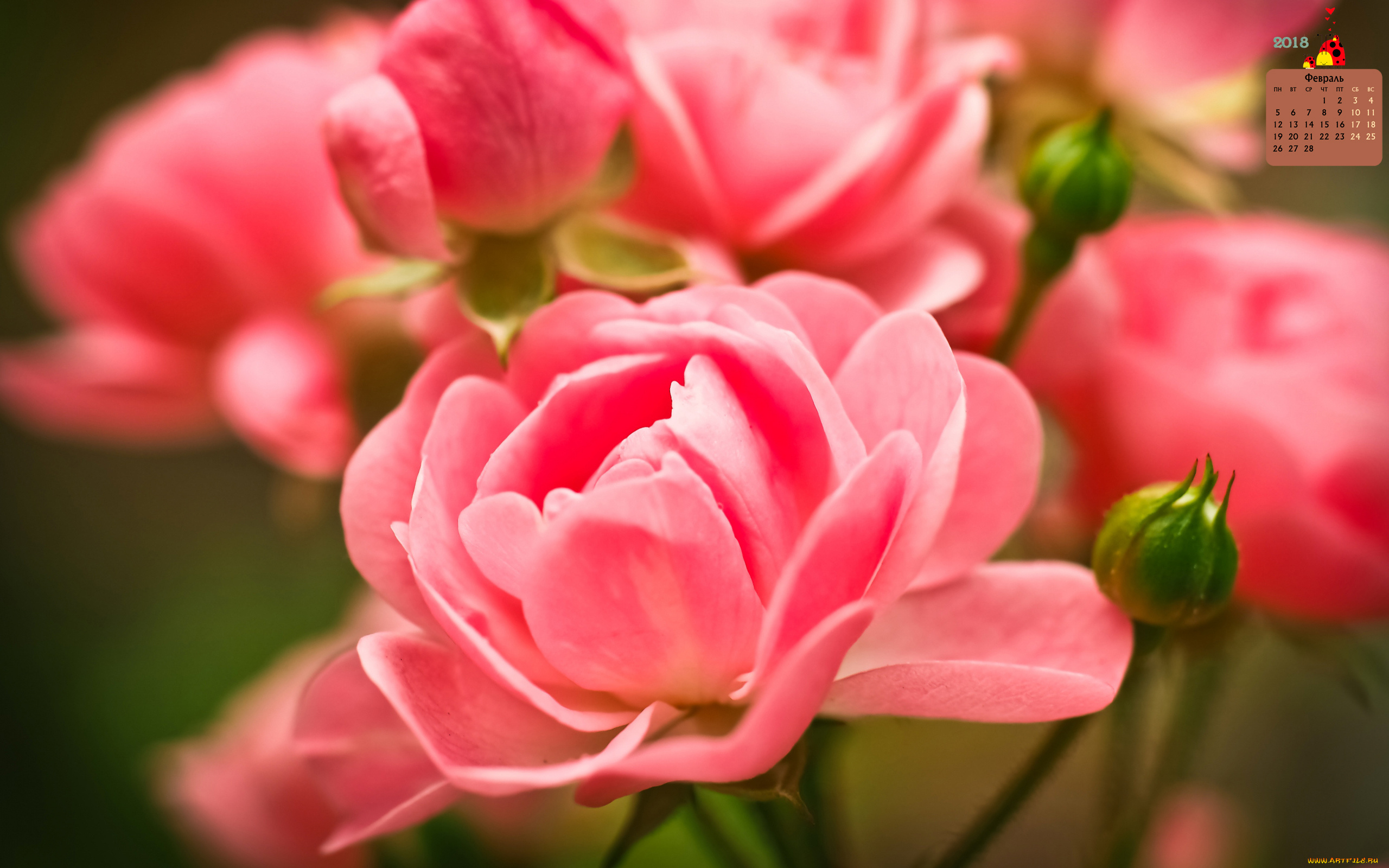 календари, цветы, роза, 2018