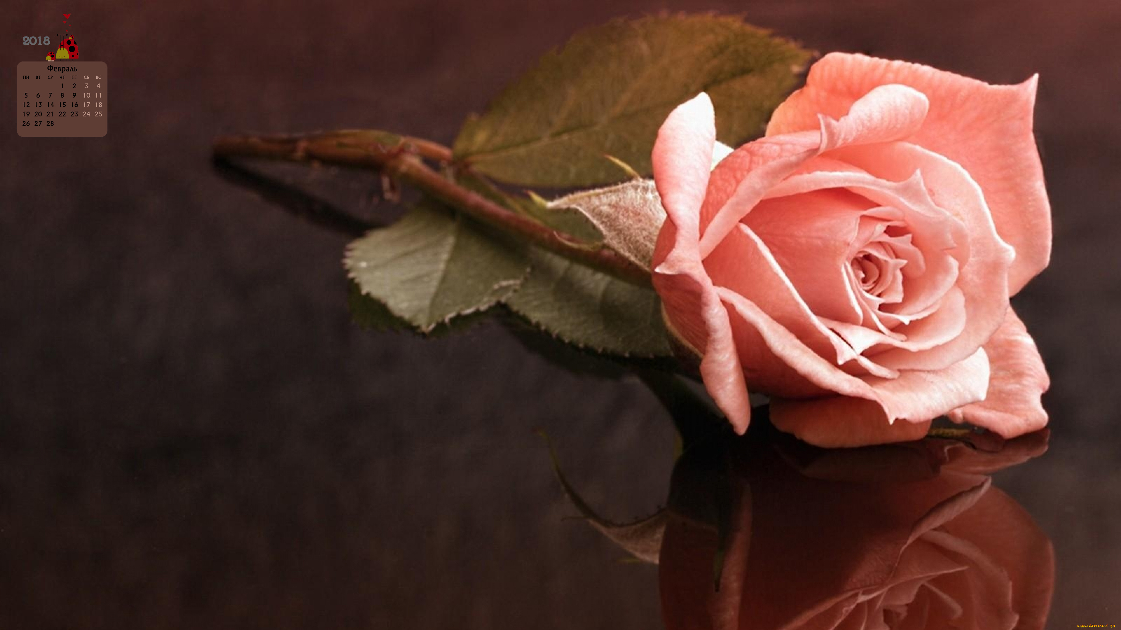 календари, цветы, 2018, роза