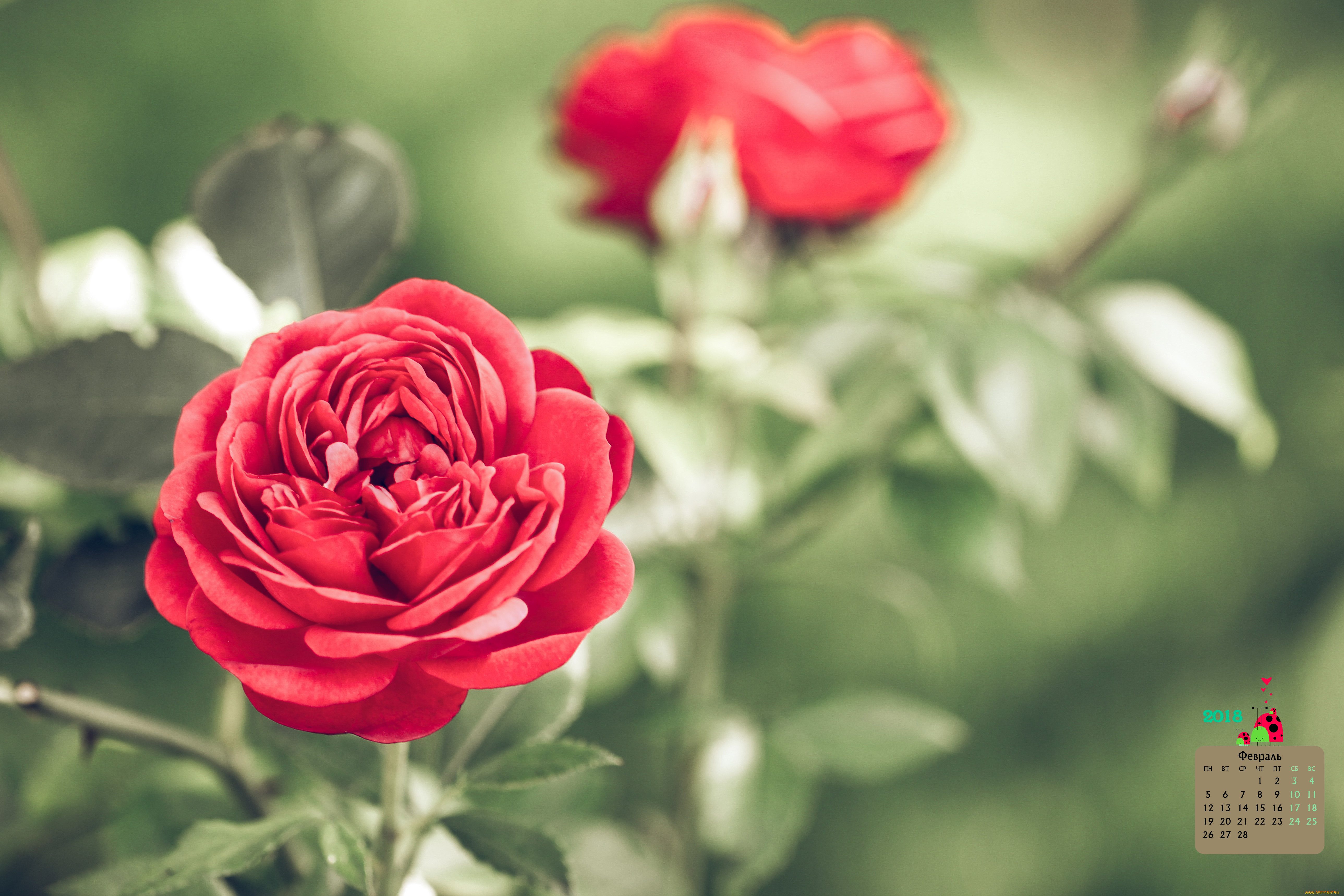 календари, цветы, бутон, 2018