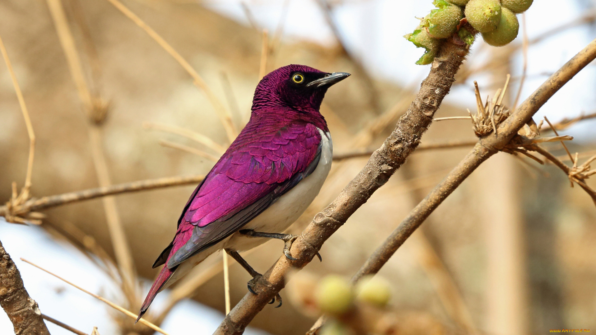 аметистовый, скворец, животные, птицы, ветка, птица, скворец, аметистовый